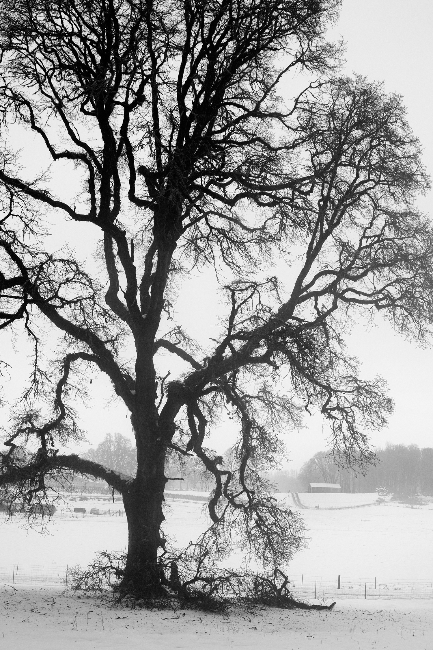 Trees A7705 B&W.jpg