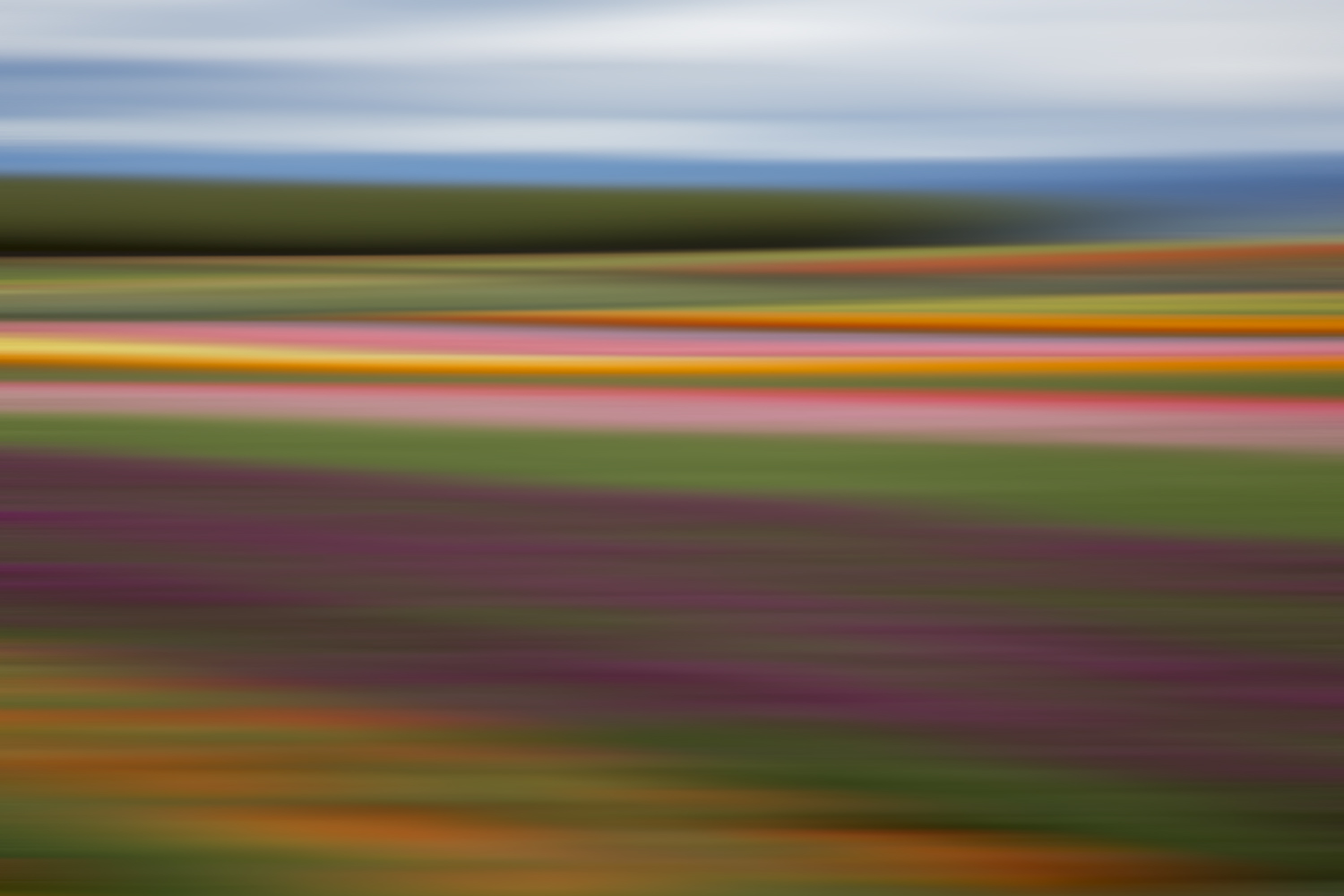 Tulips 5452.jpg