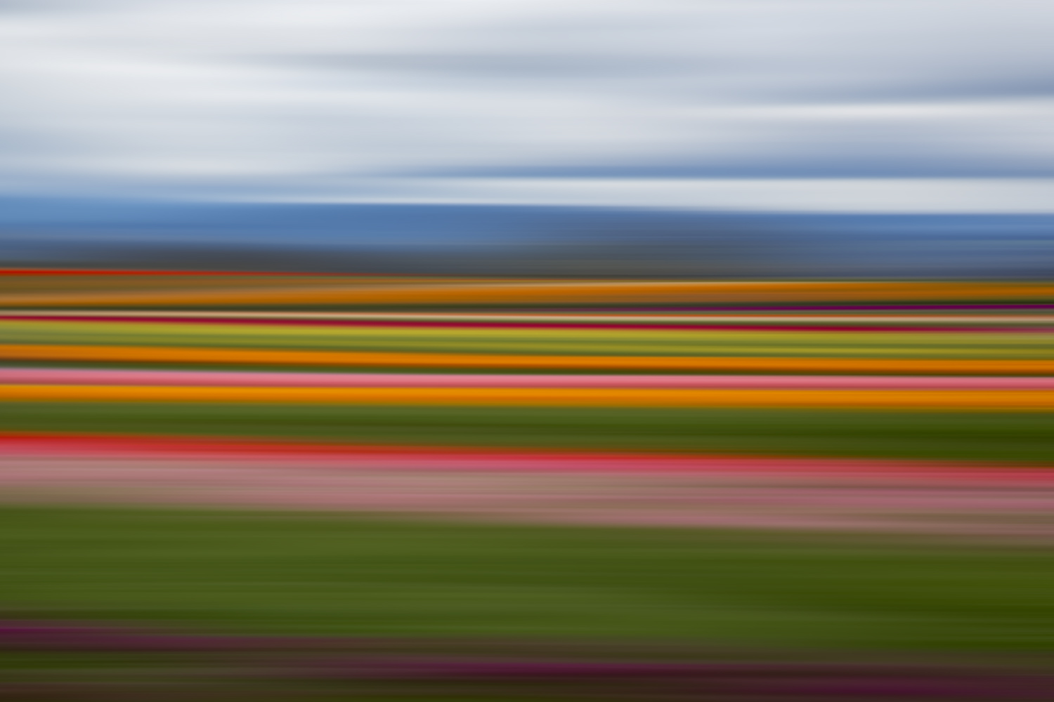 Tulips 5476.jpg