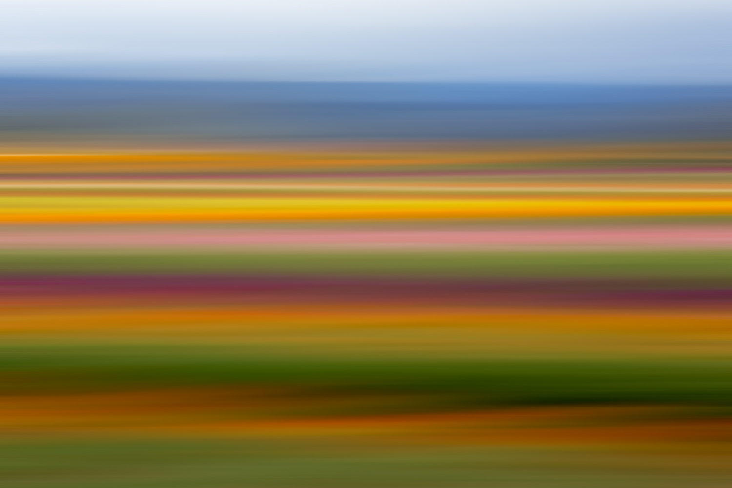 Tulips 6589.jpg