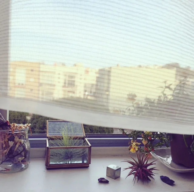 windowsill pic sp.jpg