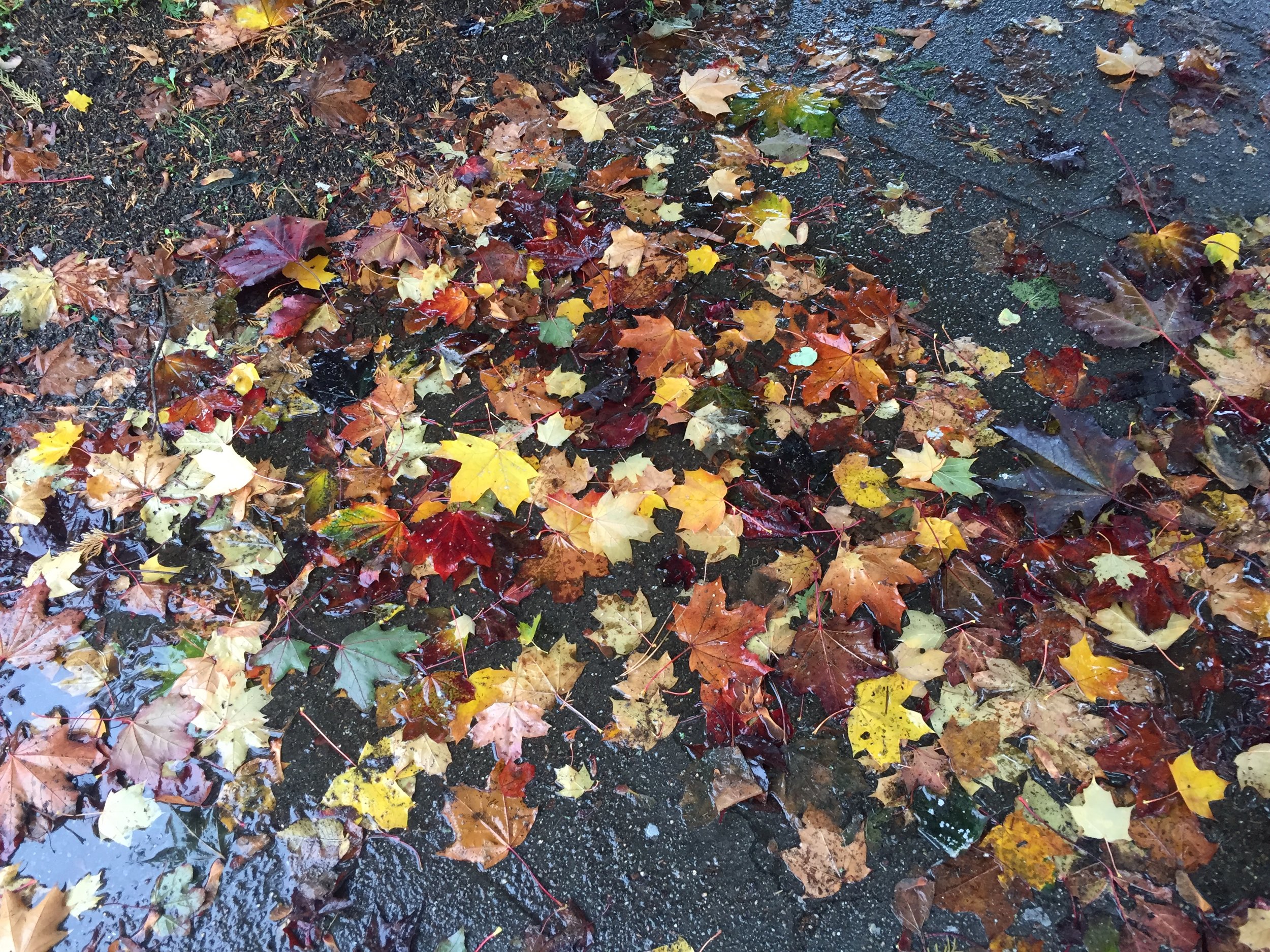 Leaves on my walk around the block. Tiny victories.