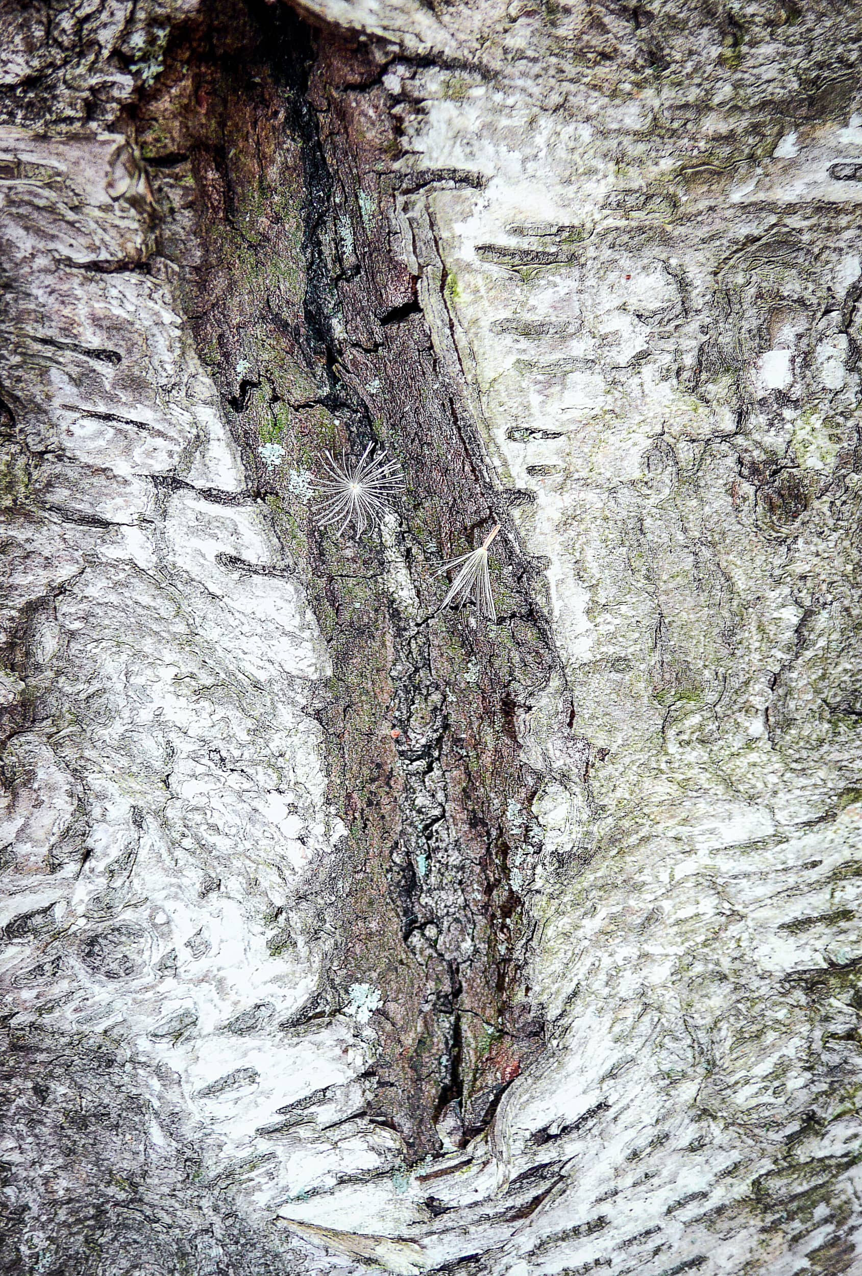 Birch Bark and Seeds