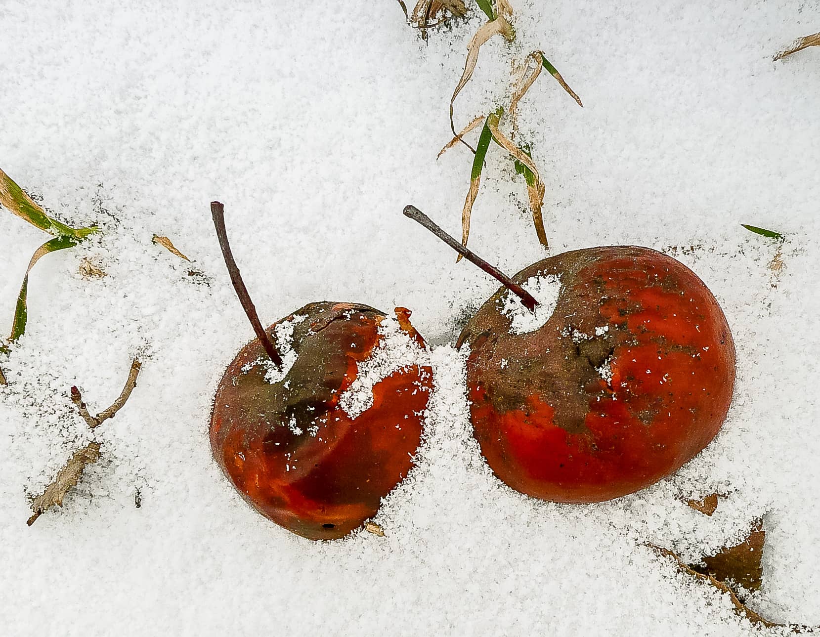 Frozen Crabapples