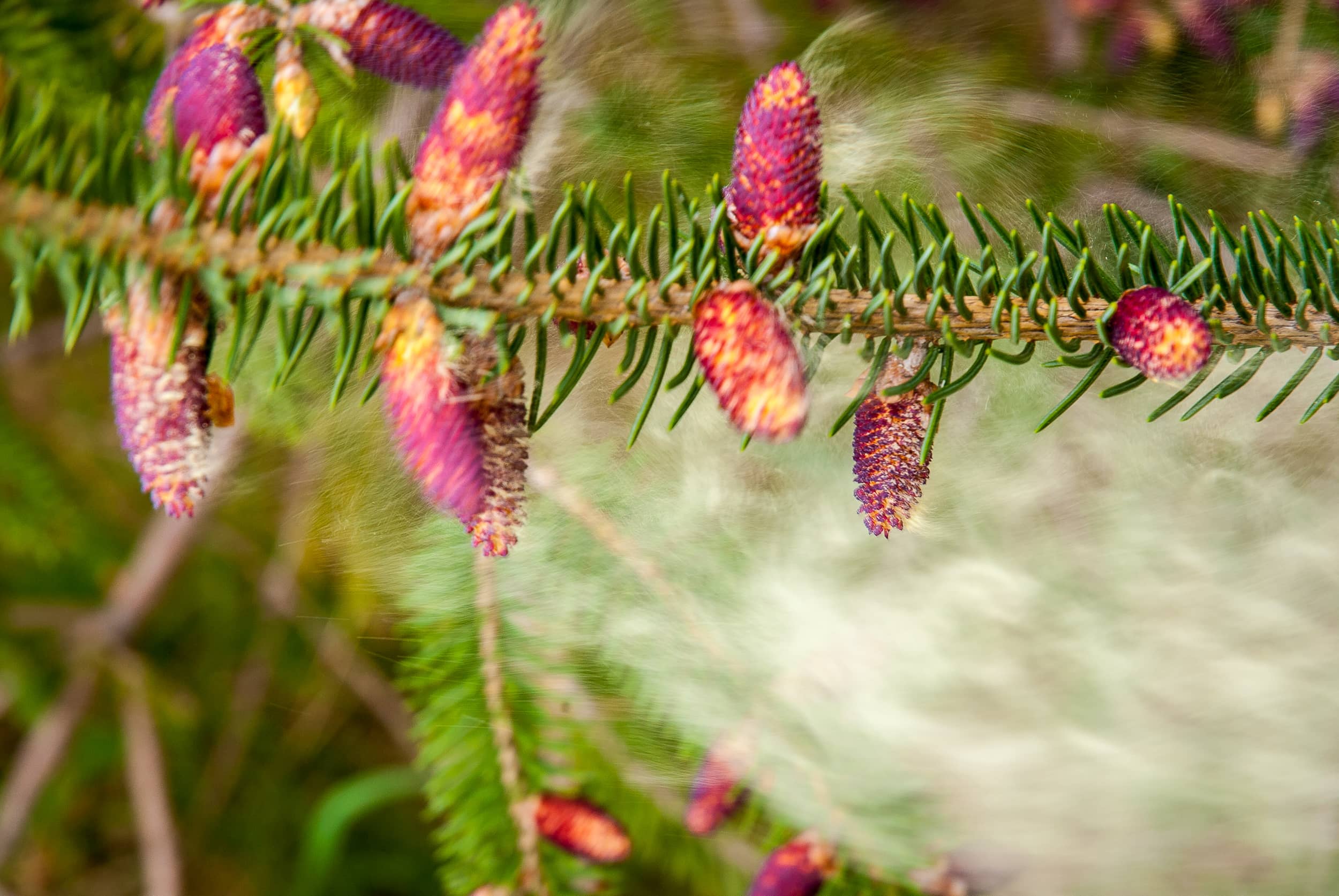 Pollinating Cones