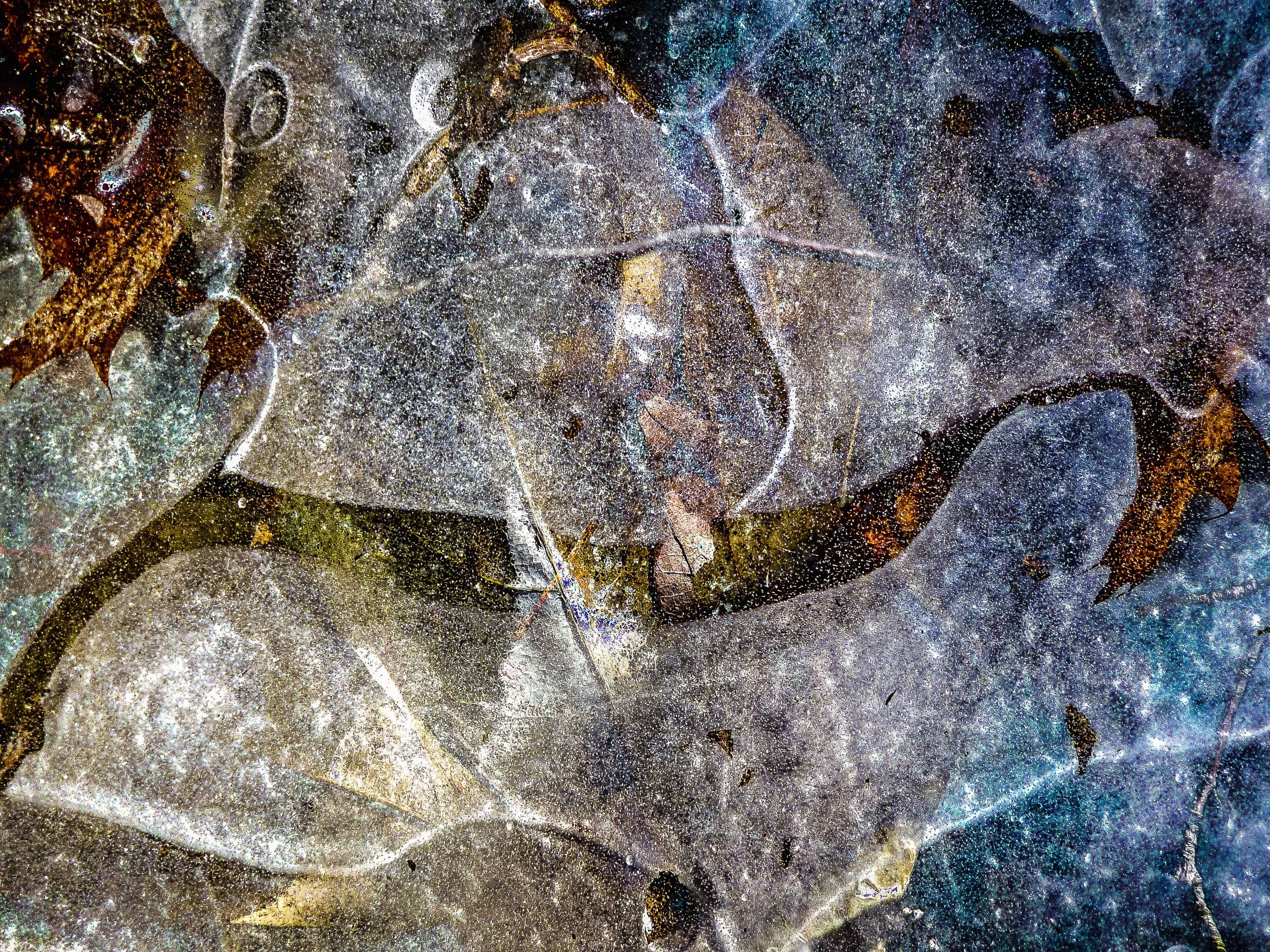 Leaves in Ice