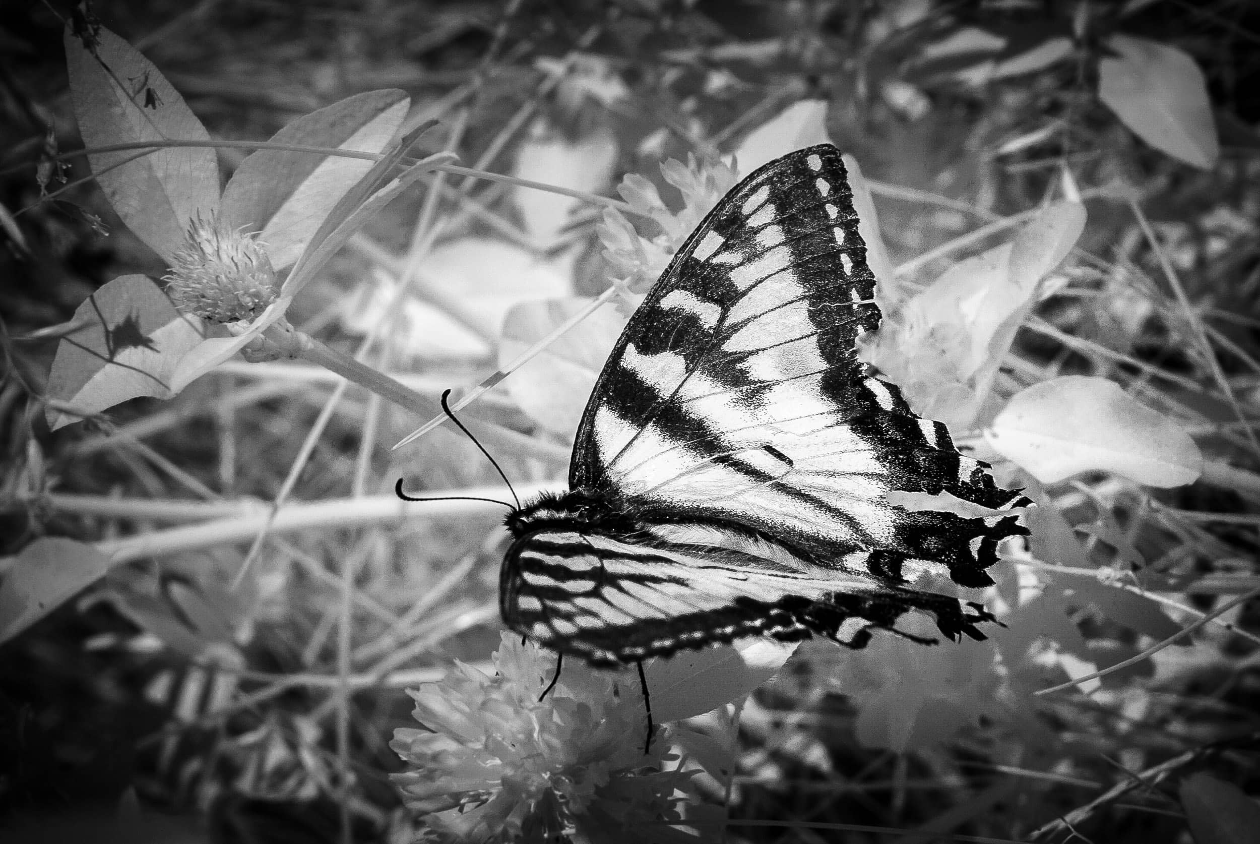 Swallowtail Butterfly Alighting on Clover
