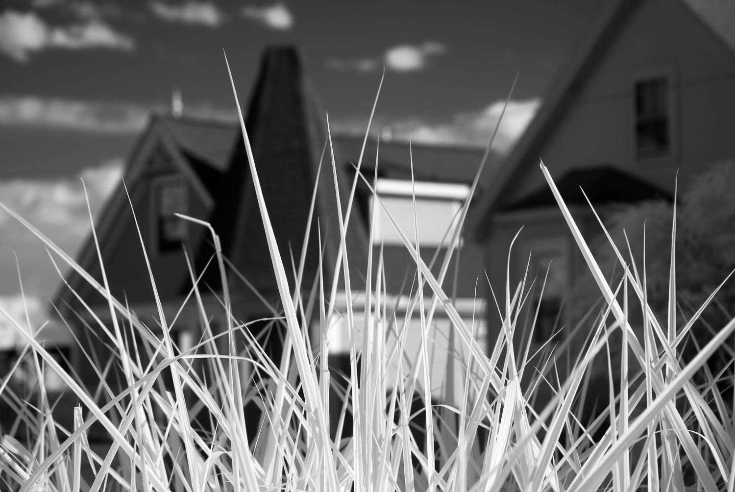 Houses and Ornamental Grass