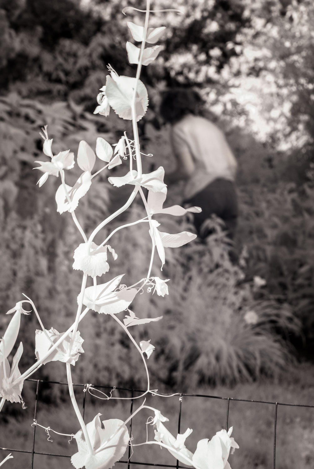 Pea Vines in the Garden