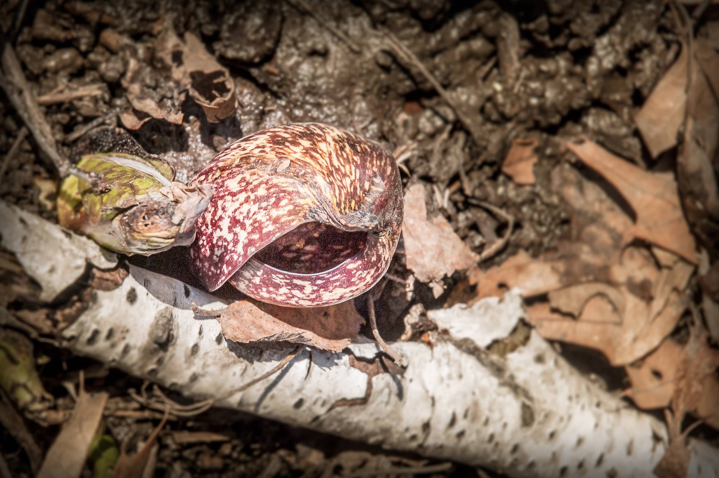 Skunk Cabbage