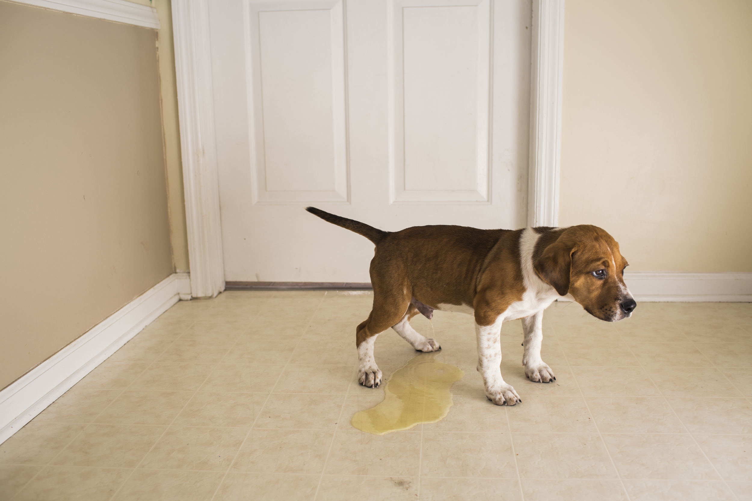   On his way outside, Conner, an 11-week-old beagle-boxer mix, can wait no longer. Conner is a guest at L.I.F.E. House, a no-kill shelter in Frankfort.&nbsp;  