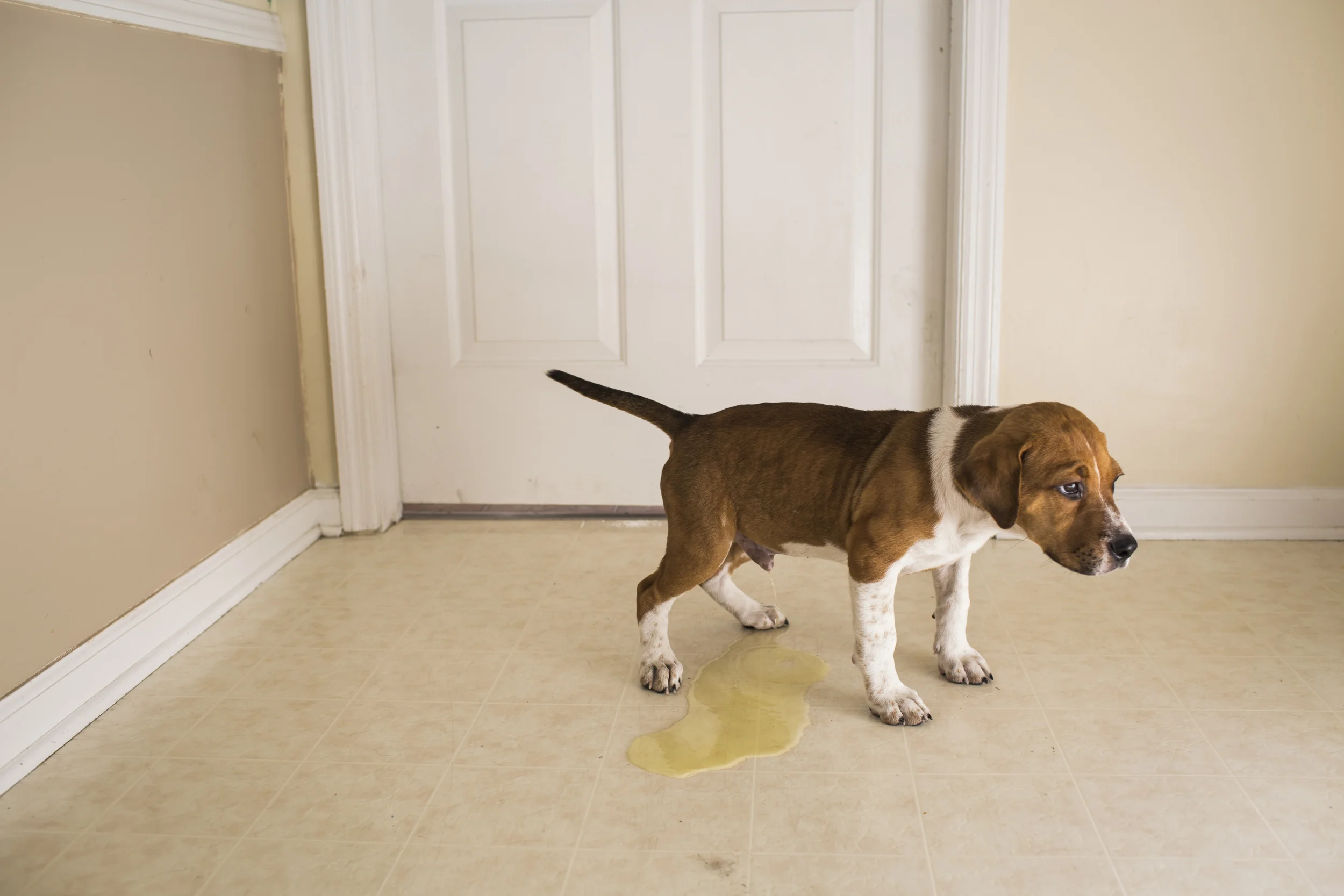 On his way outside, Conner, an 11-week-old beagle-boxer mix, can wait no longer. Conner is a guest at L.I.F.E. House, a no-kill shelter in Frankfort. 