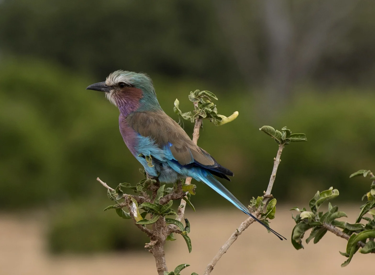 A lilac-breasted roller, the Kenyan national bird, perches on a branch in Tsavo East National Park on June 11, 2016.