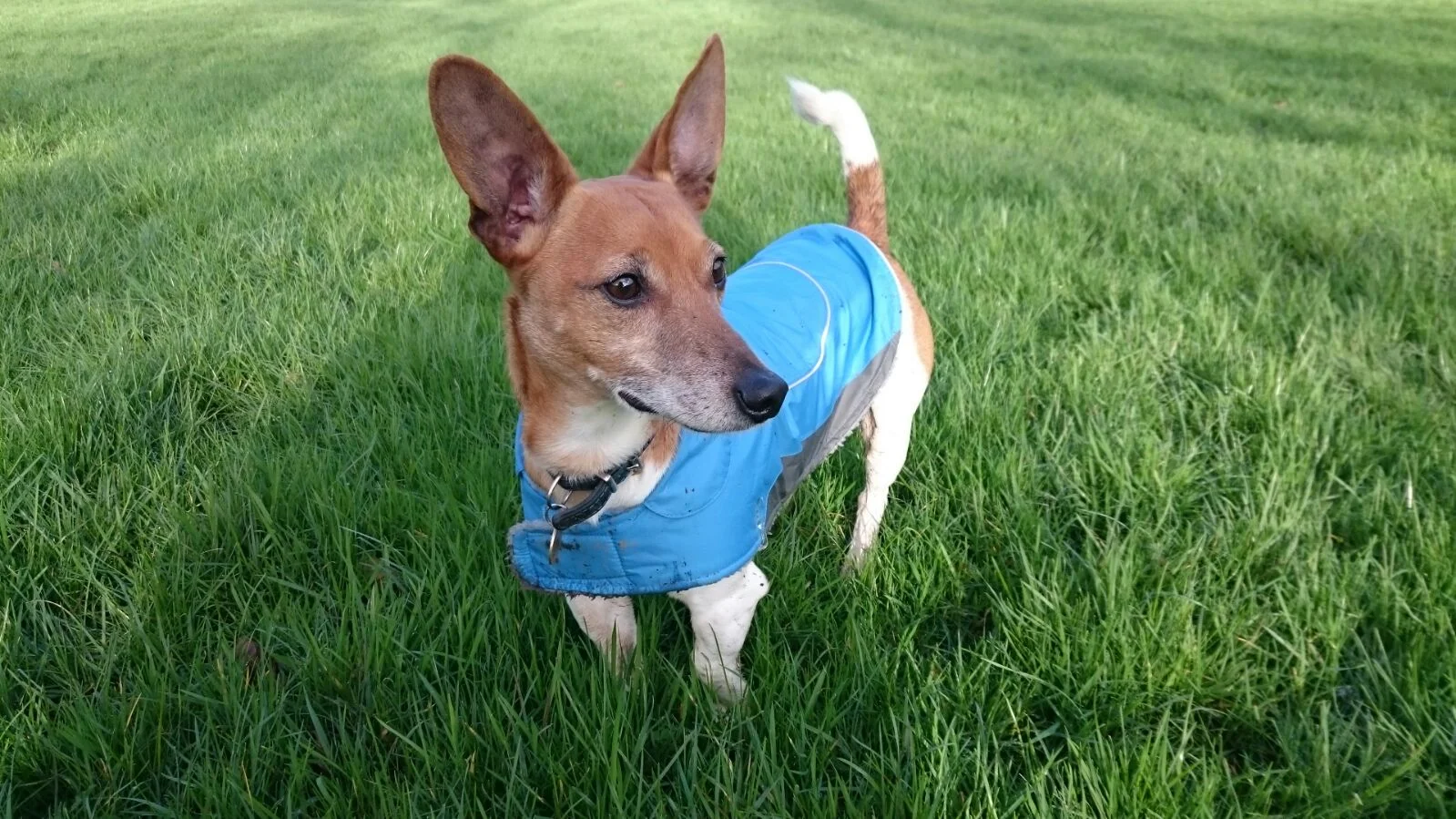 TUCKER + TIGGY + TOPSY