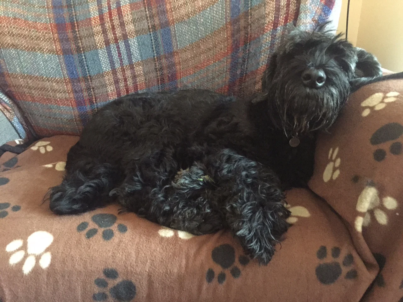 BLAKE + CALLY + DODGER