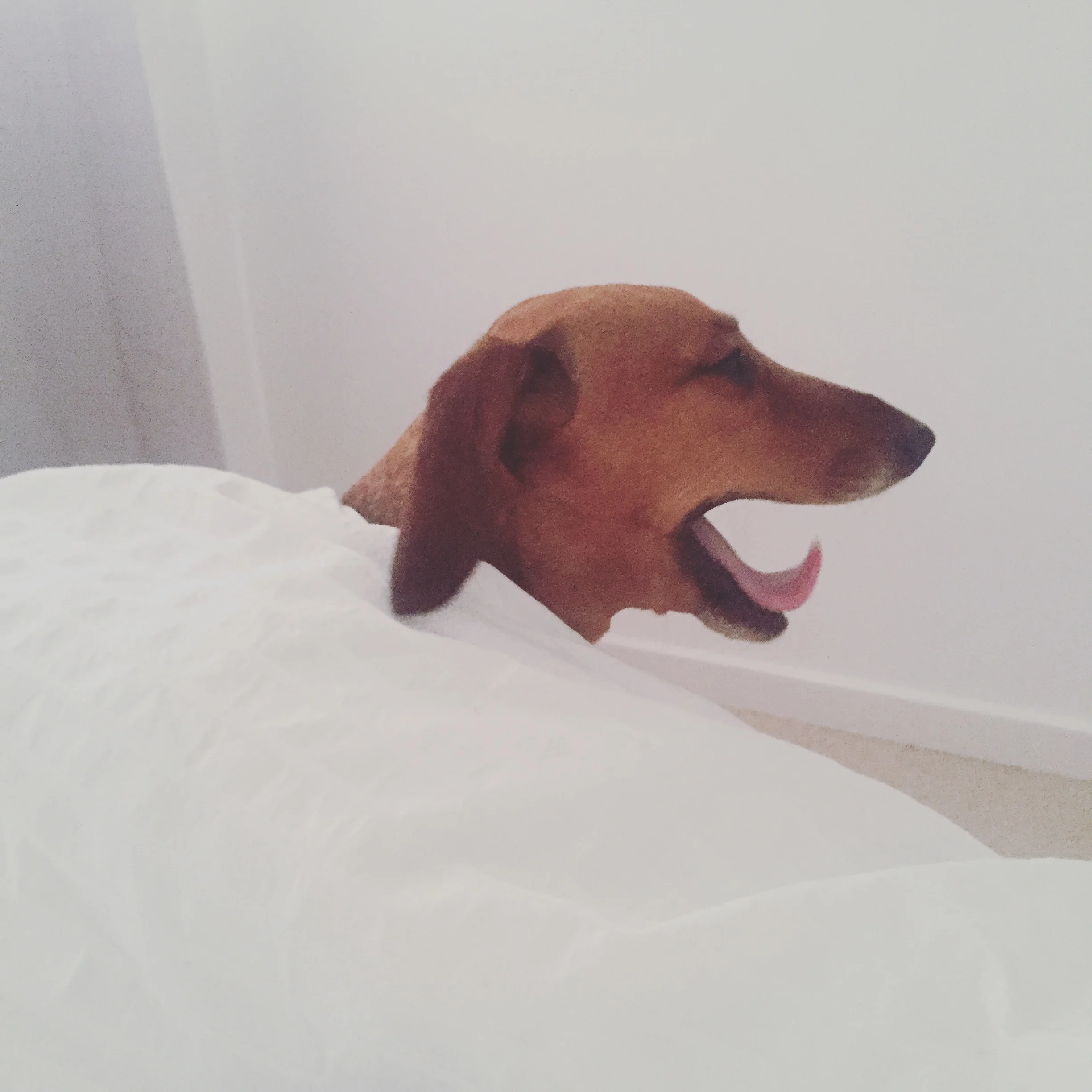 FRANKIE