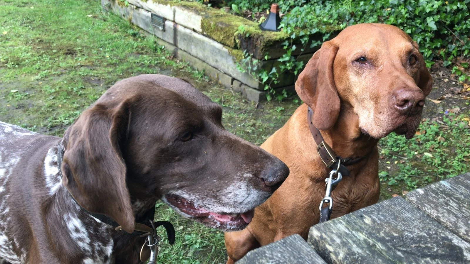 FREYA + STANLEY