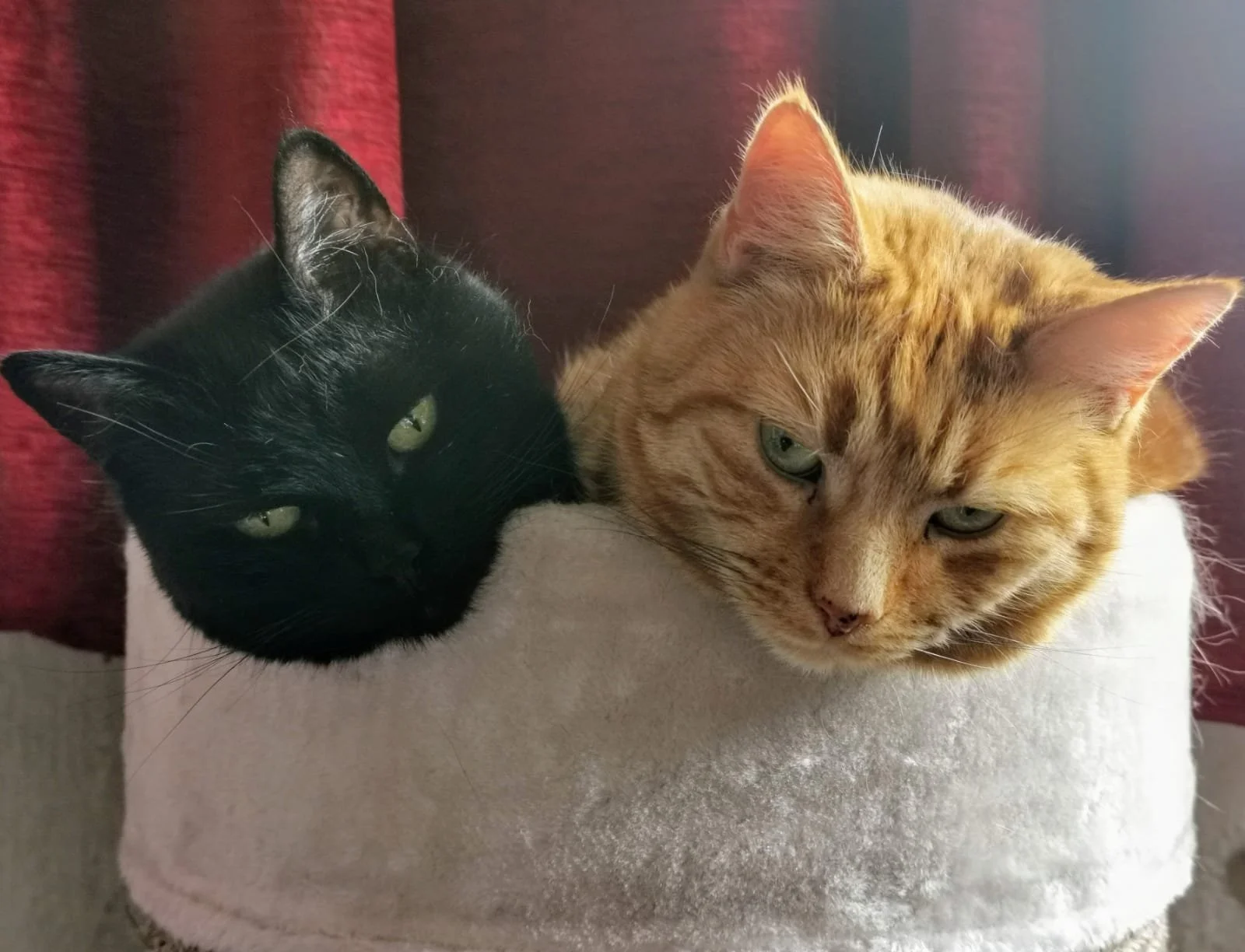 TOMMY + ROLO