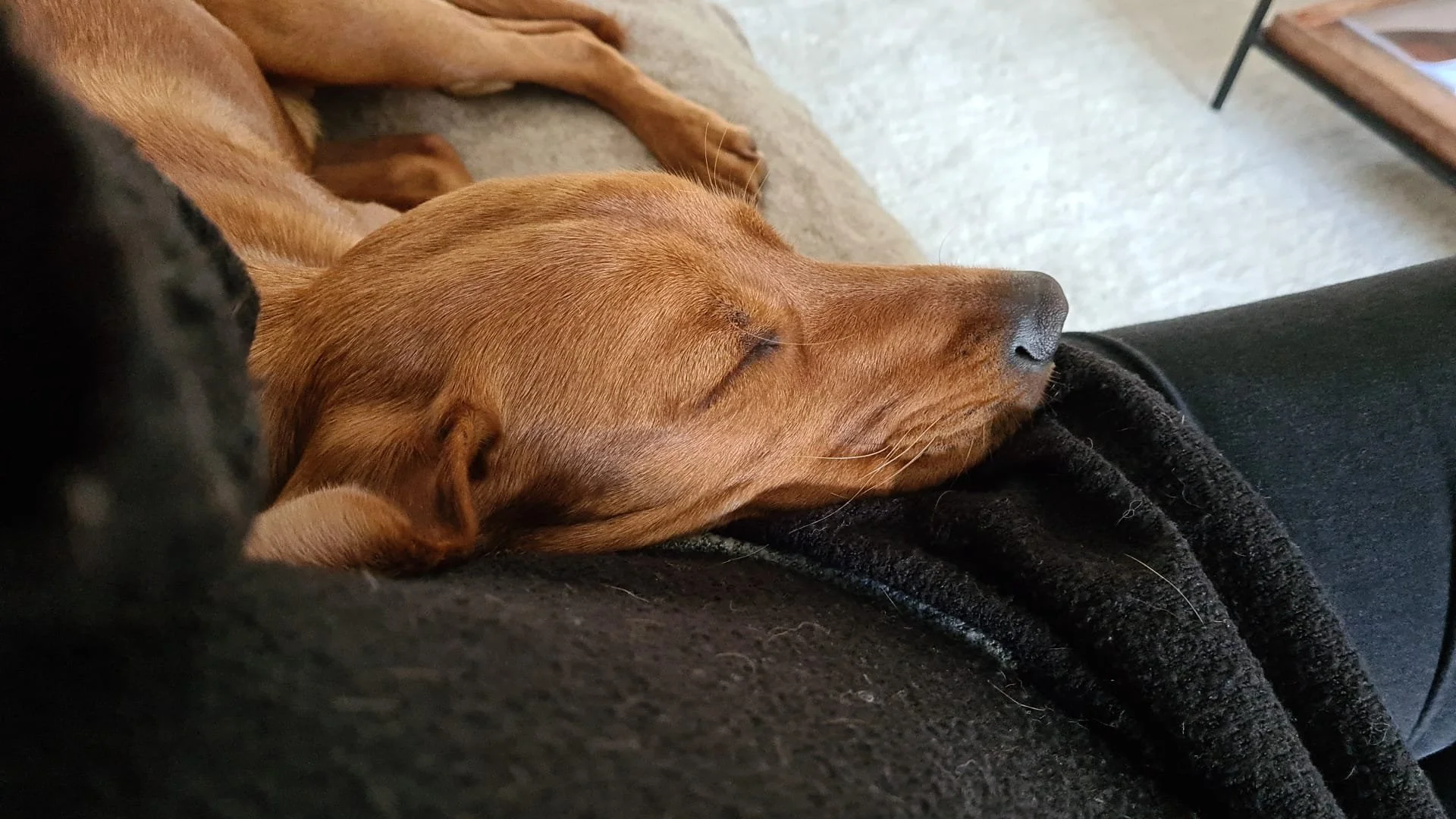 QUANTA, PHOTON + NOVA