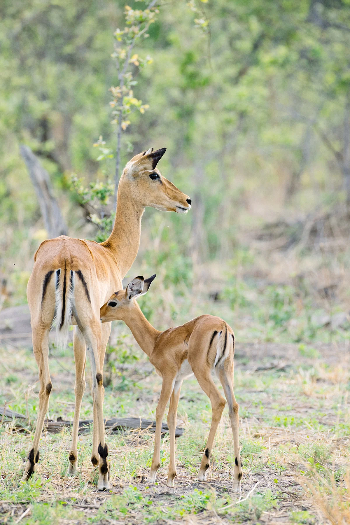 2018JDP_Botswana-81.jpg