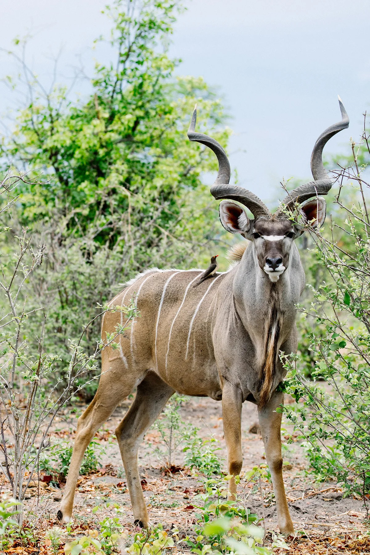 2018JDP_Botswana-72.jpg