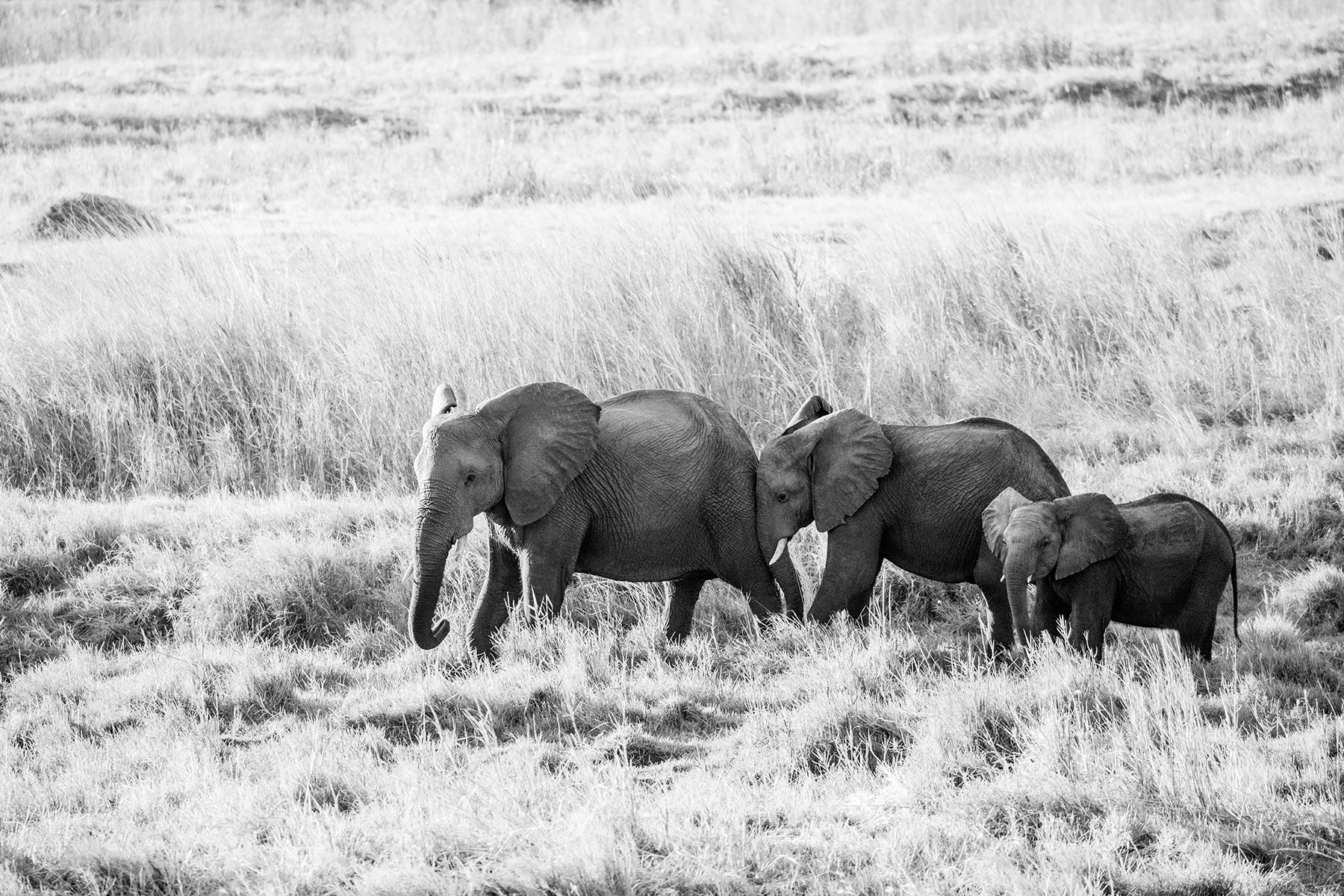 2018JDP_Botswana-17.jpg