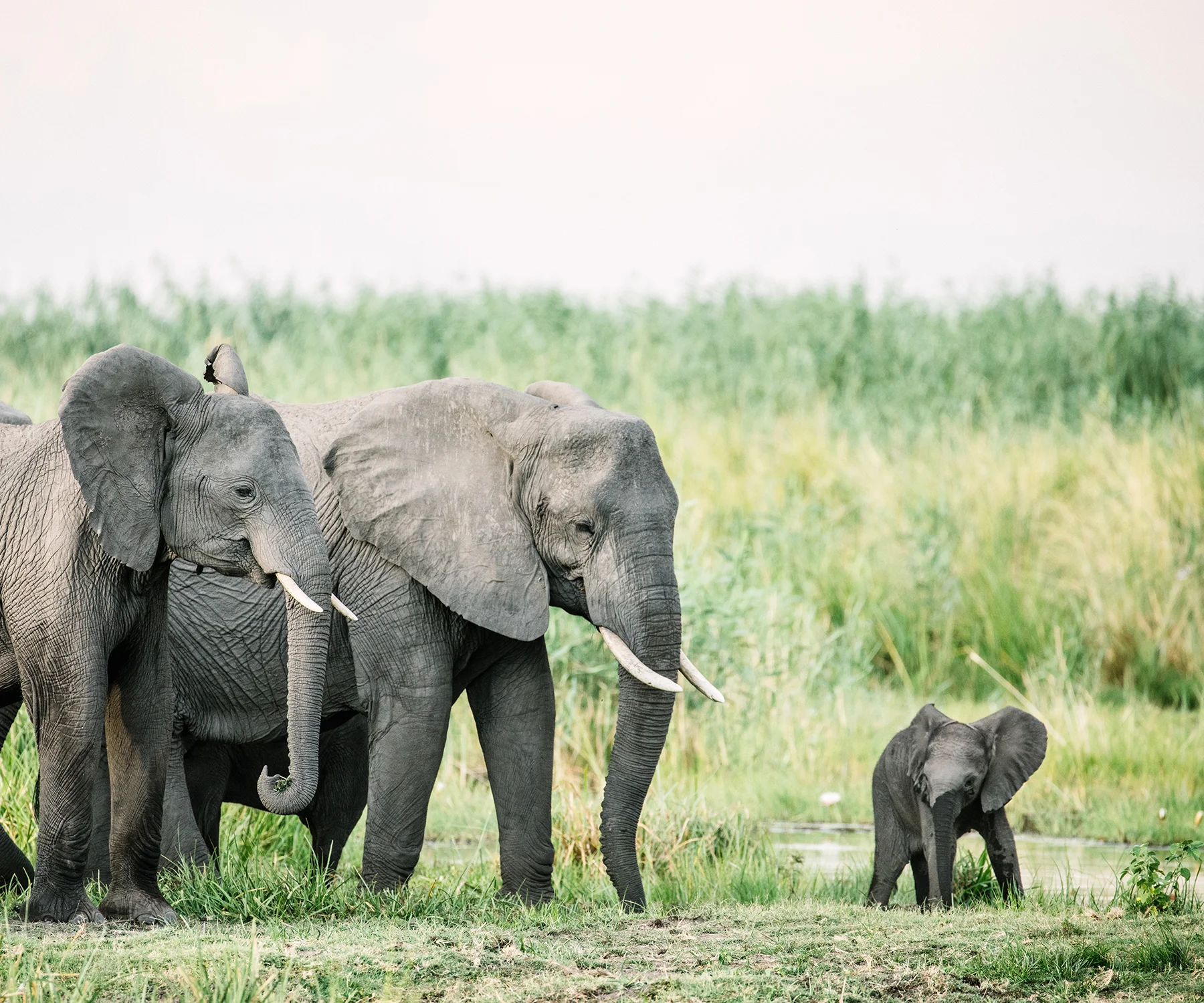 2018JDP_Botswana-40.jpg