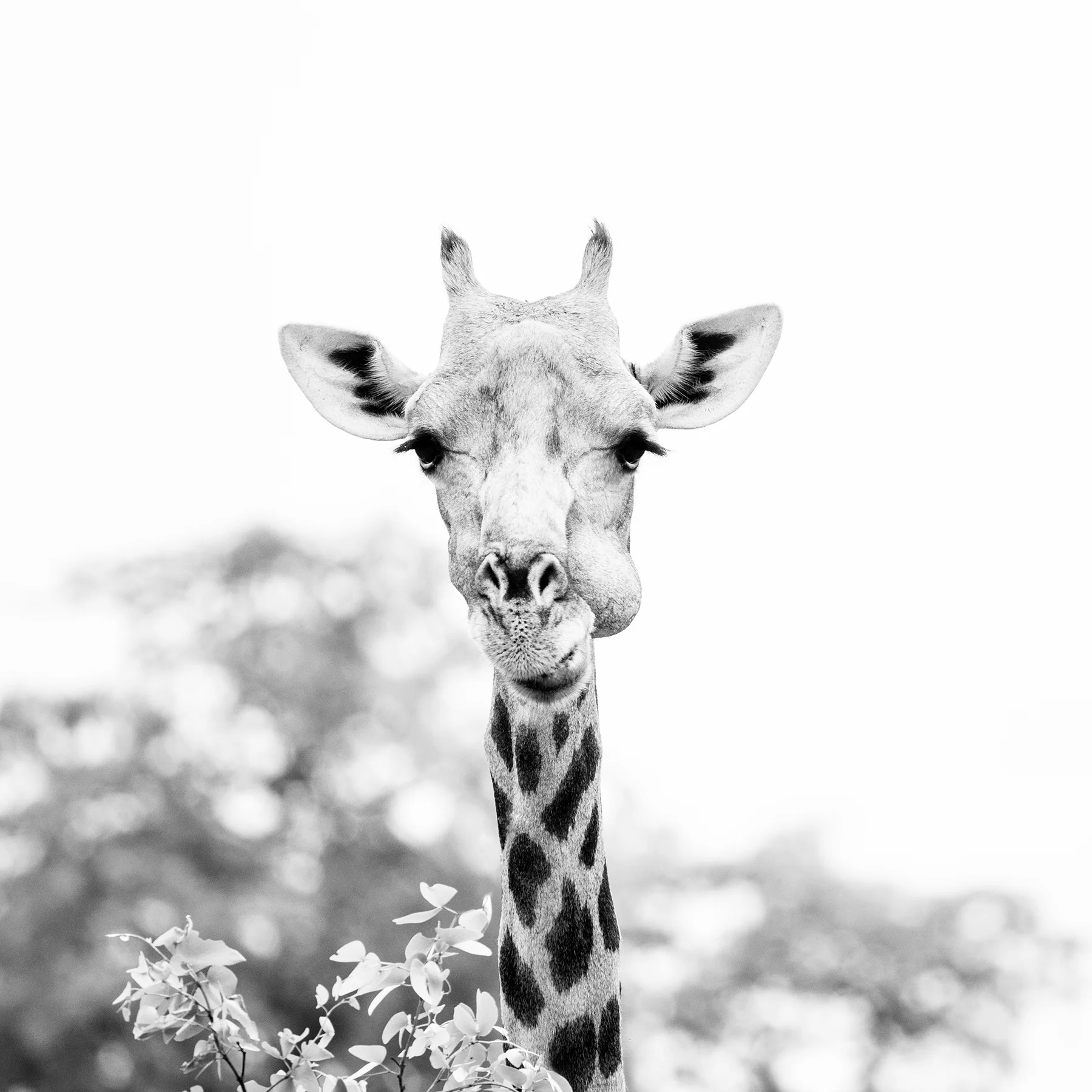 2018JDP_Botswana-49.jpg