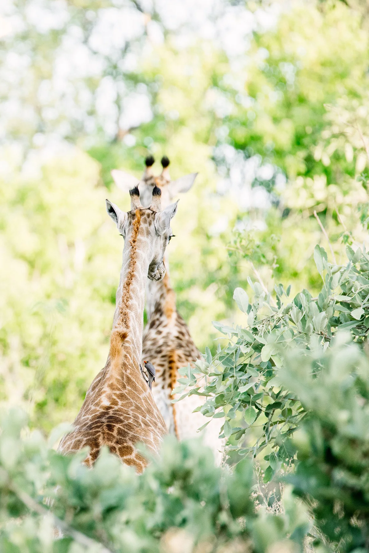 2018JDP_Botswana-56.jpg