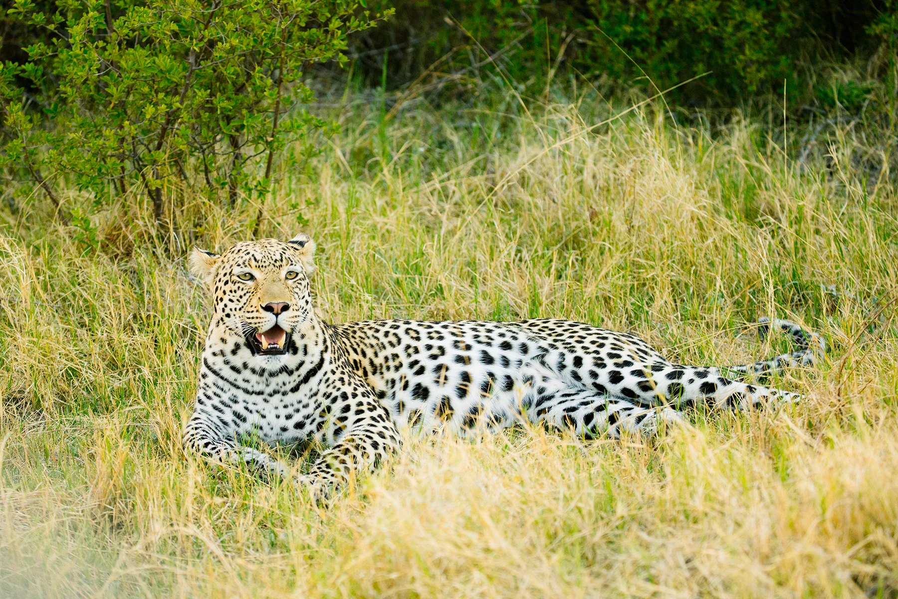 2018JDP_Botswana-52.jpg