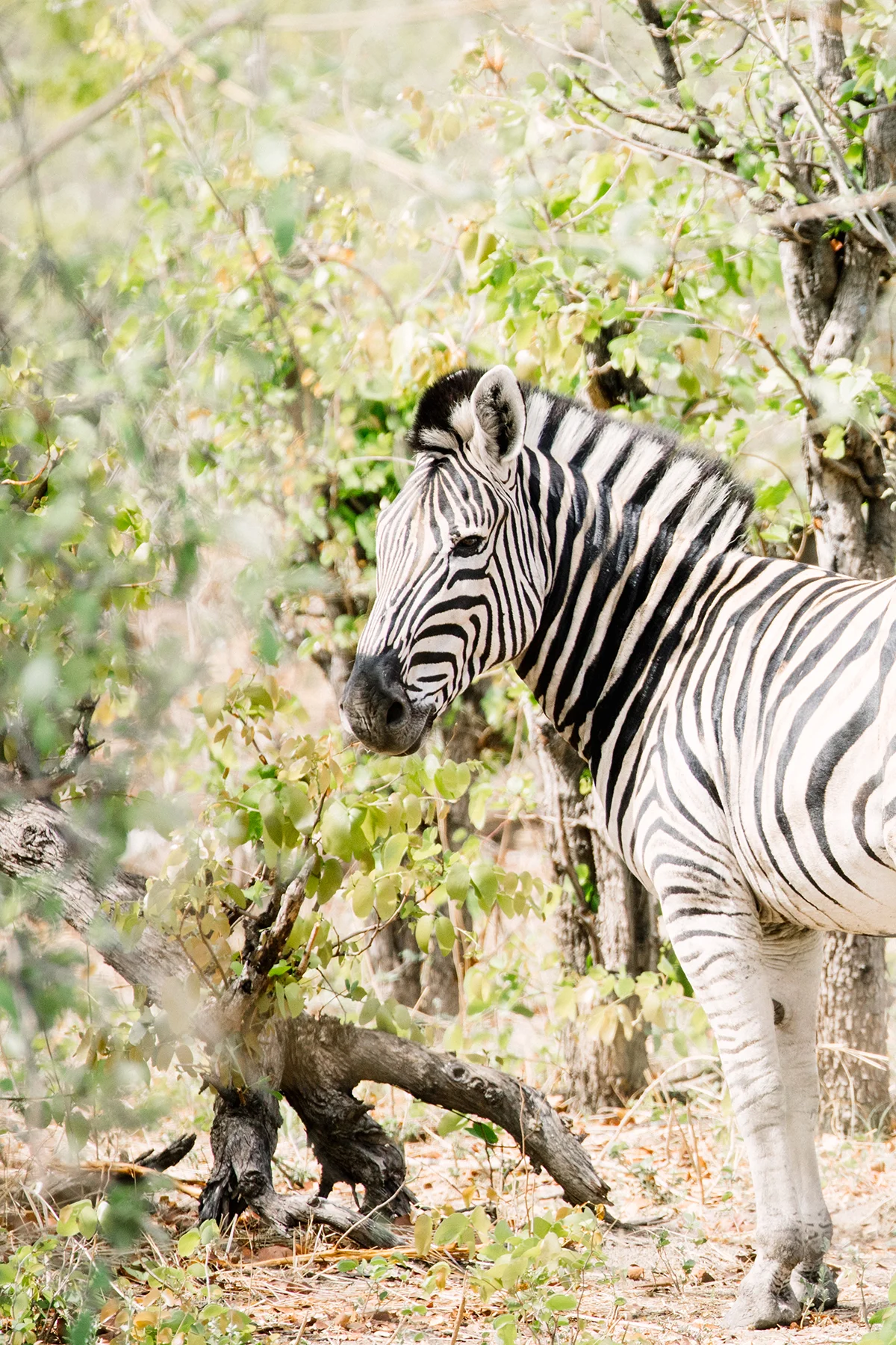 2018JDP_Botswana-71.jpg