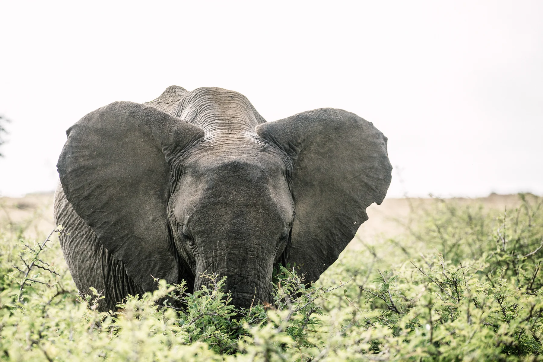 KenyaFeb2019_Safari-159.jpg