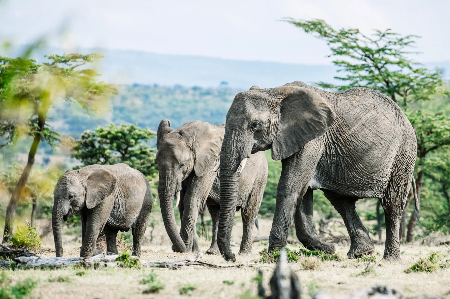 KenyaFeb2019_Safari-165.jpg