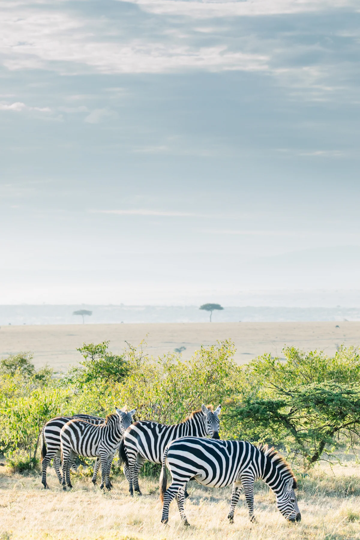KenyaFeb2019_Safari-112.jpg