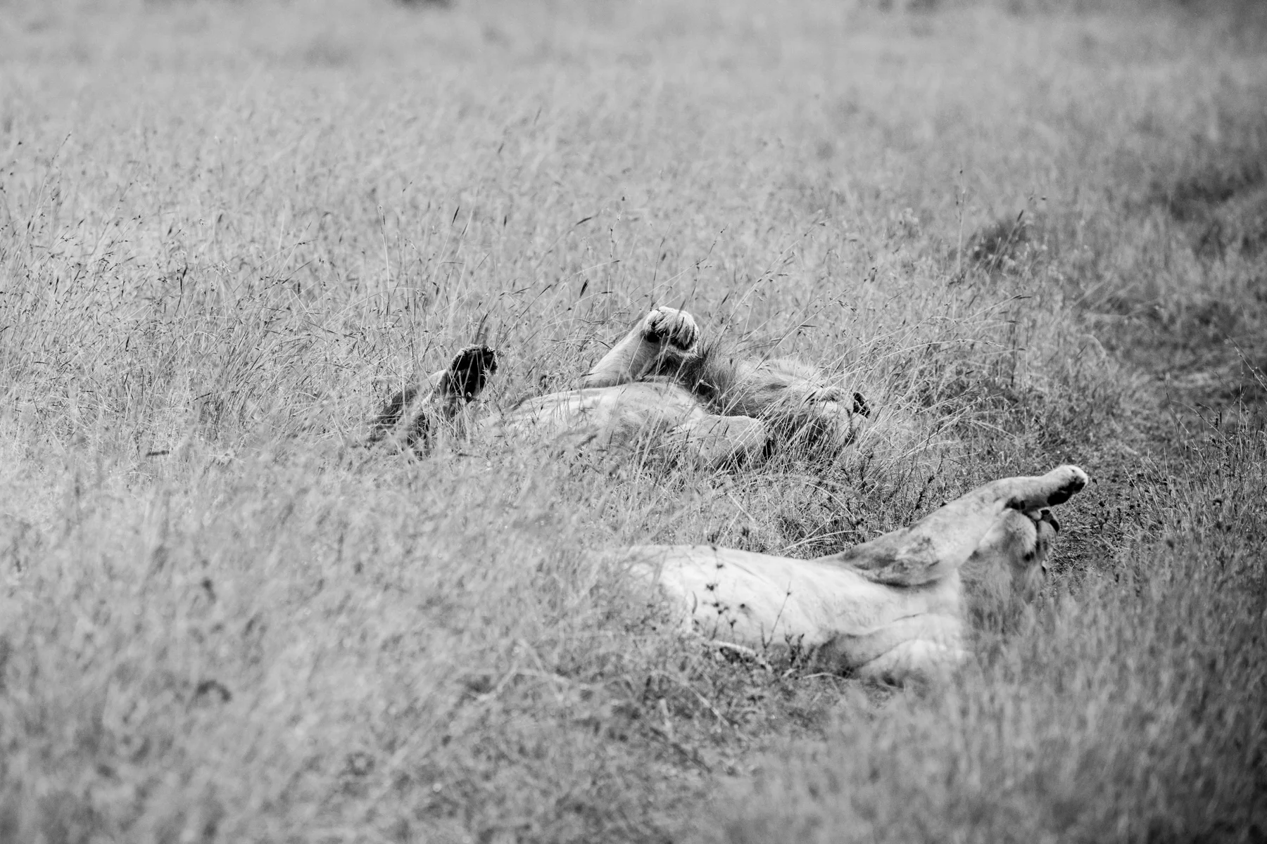 KenyaFeb2019_Safari-239.jpg