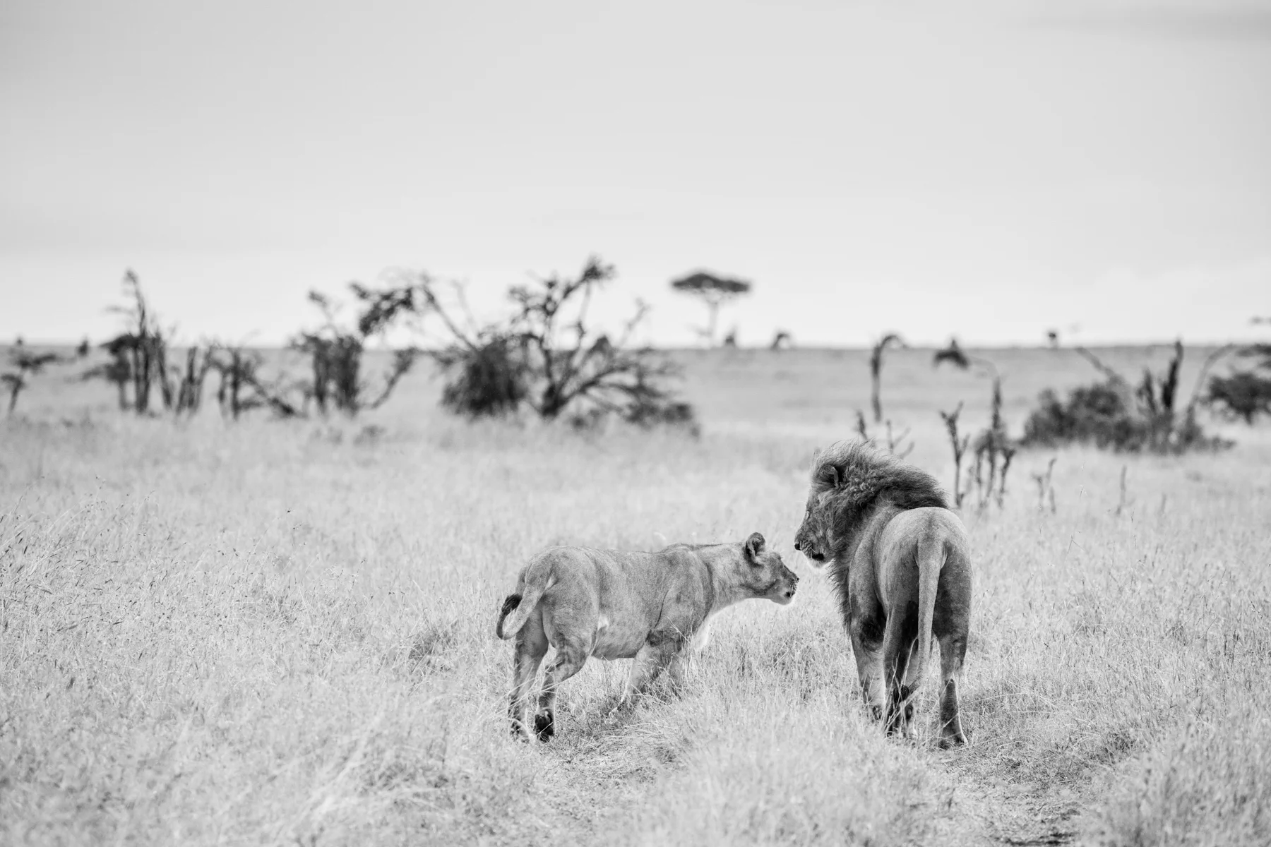 KenyaFeb2019_Safari-240.jpg