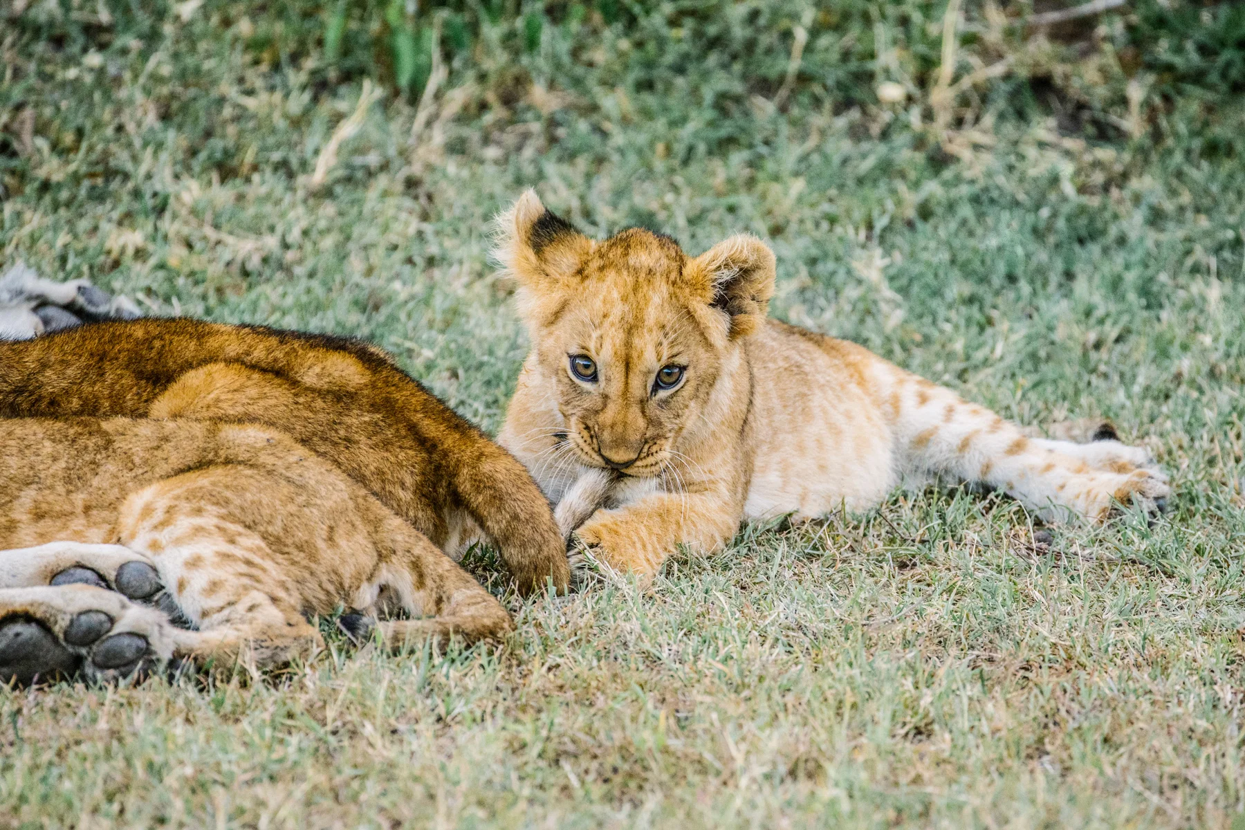 KenyaFeb2019_Safari-221.jpg