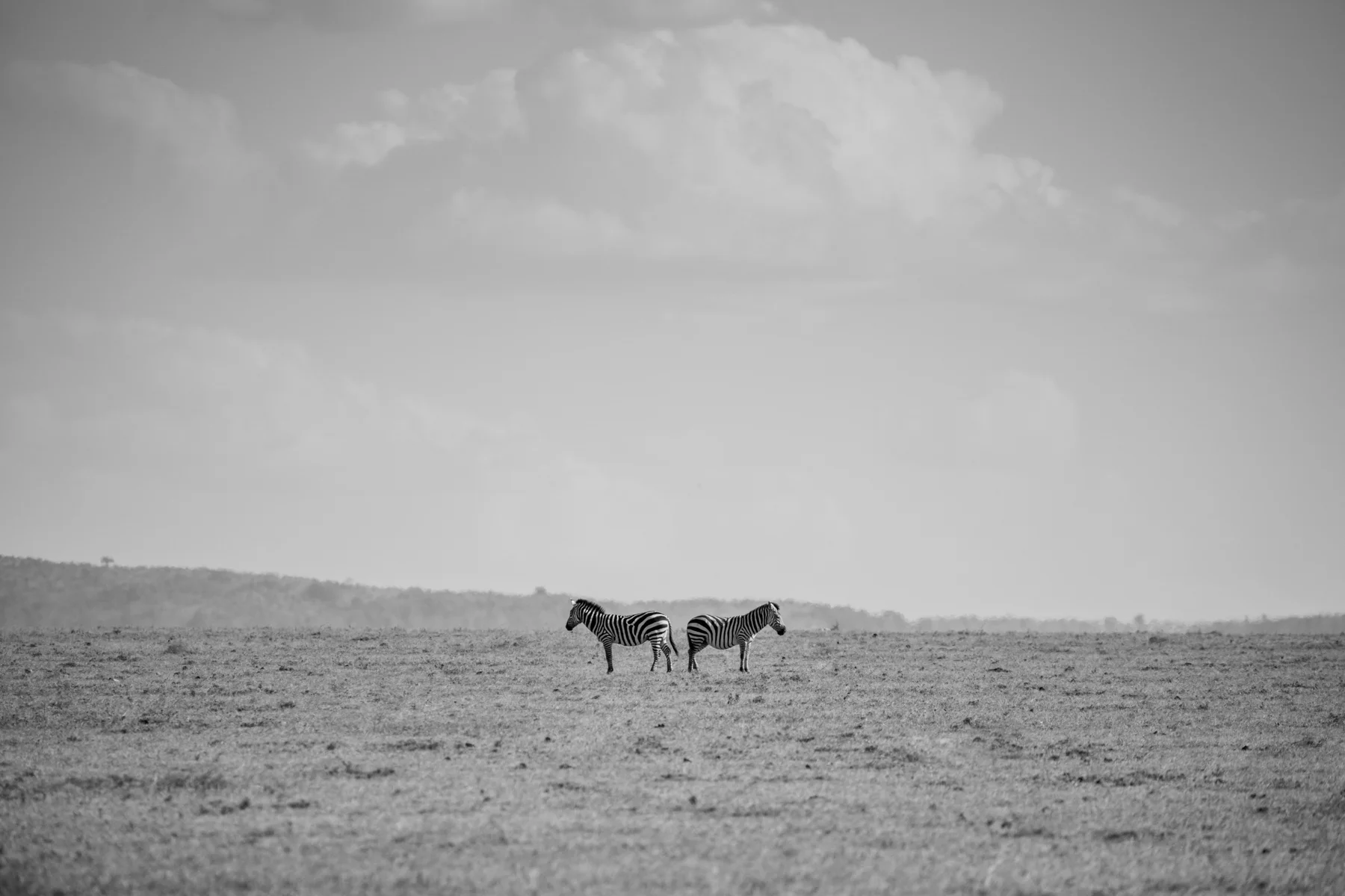 KenyaFeb2019_Safari-111.jpg
