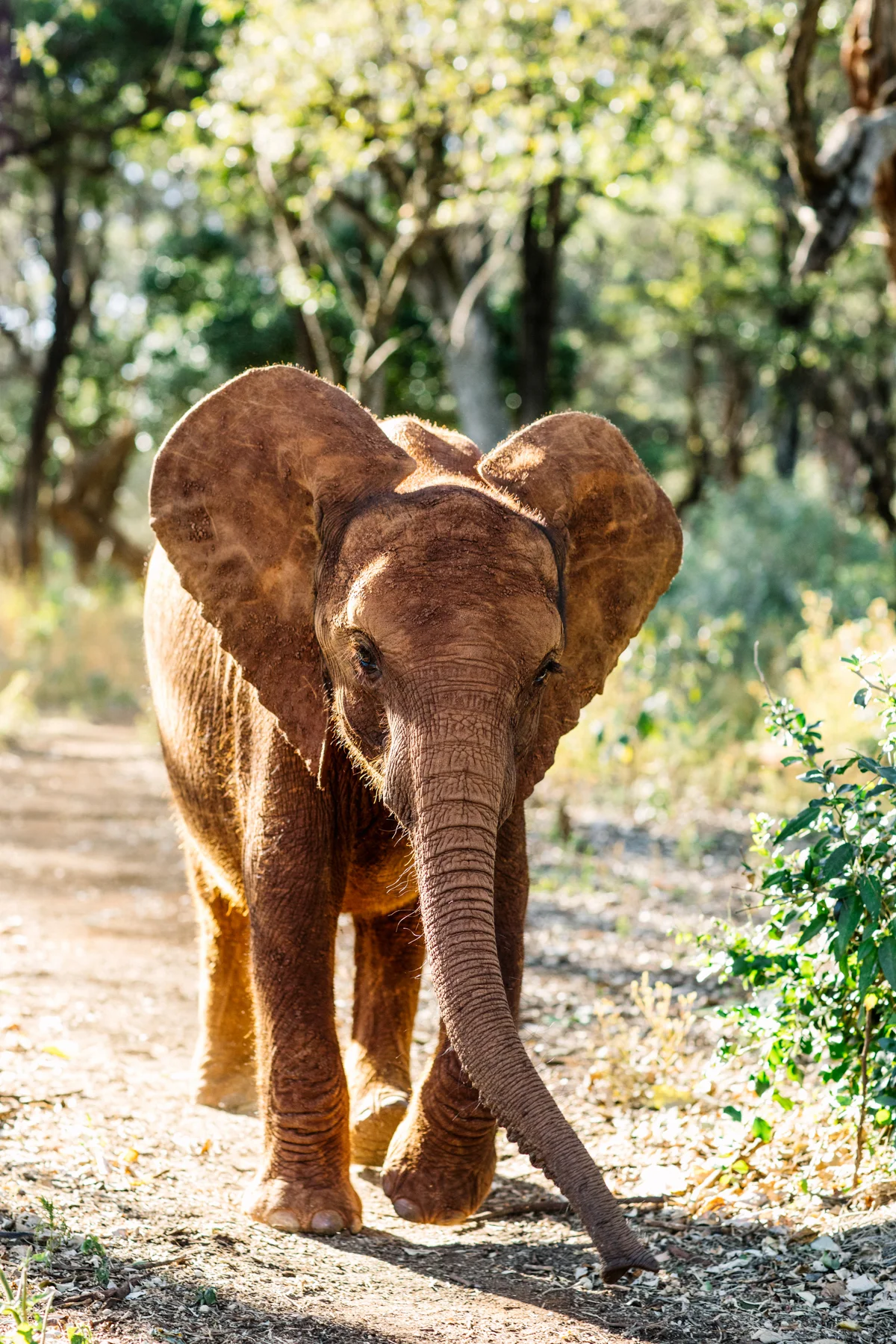 KenyaFeb2019_Safari-151.jpg
