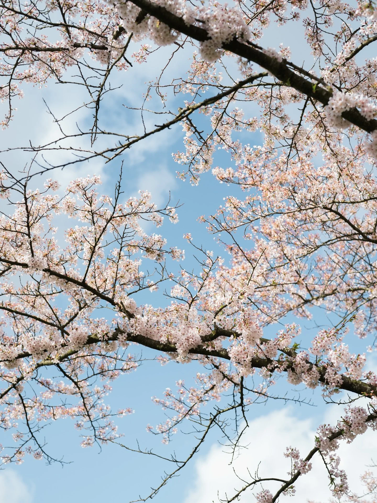 Cherry blossom season + a few personal portraits 🌸

Just realized I haven&rsquo;t posted a photo of myself on wedding photography page since 2021 🤪.