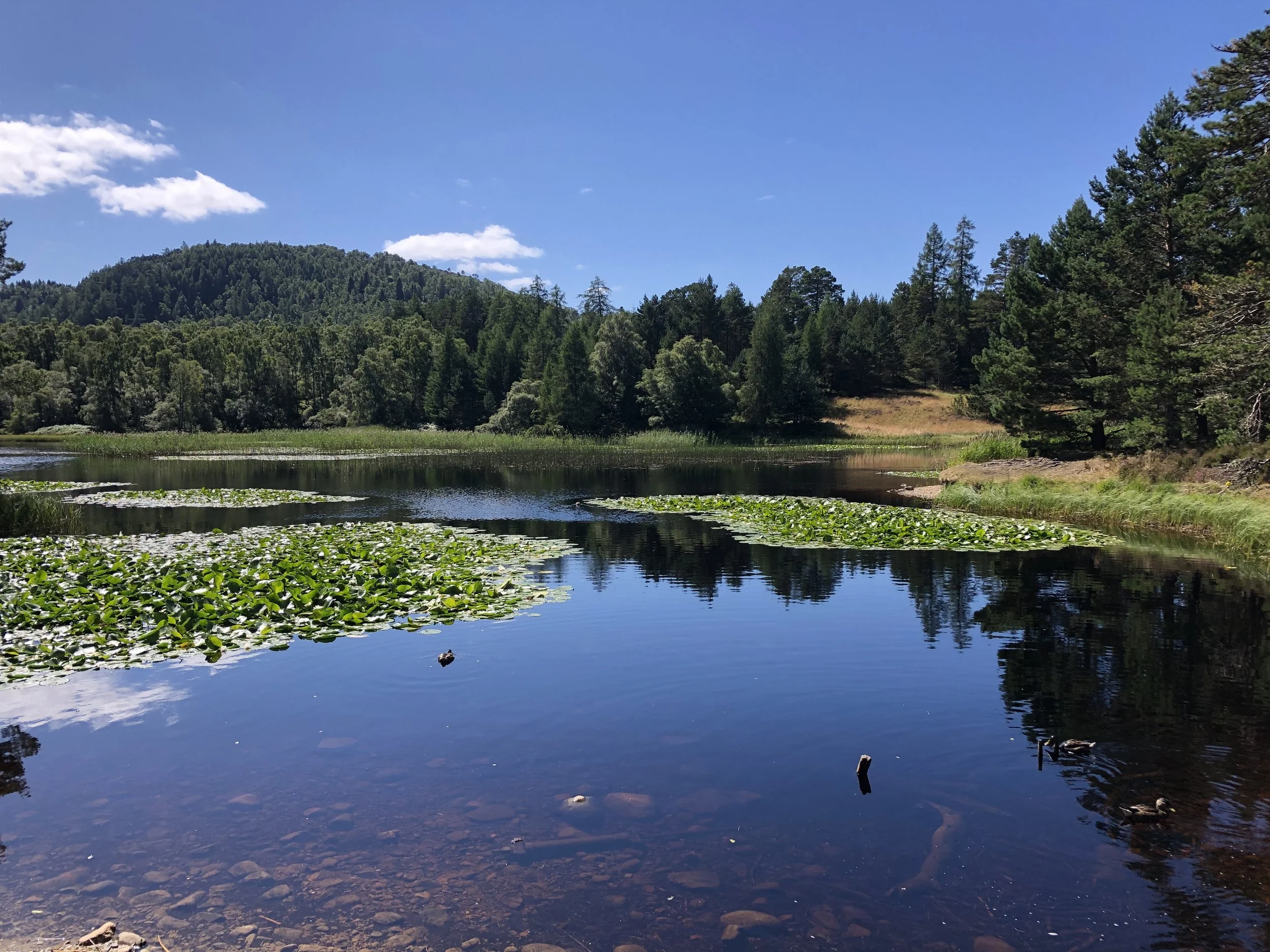 Peaceful Lily loch surrounded by woodland in the Cairngorms, close to The Hayloft at Rothiemurchus.