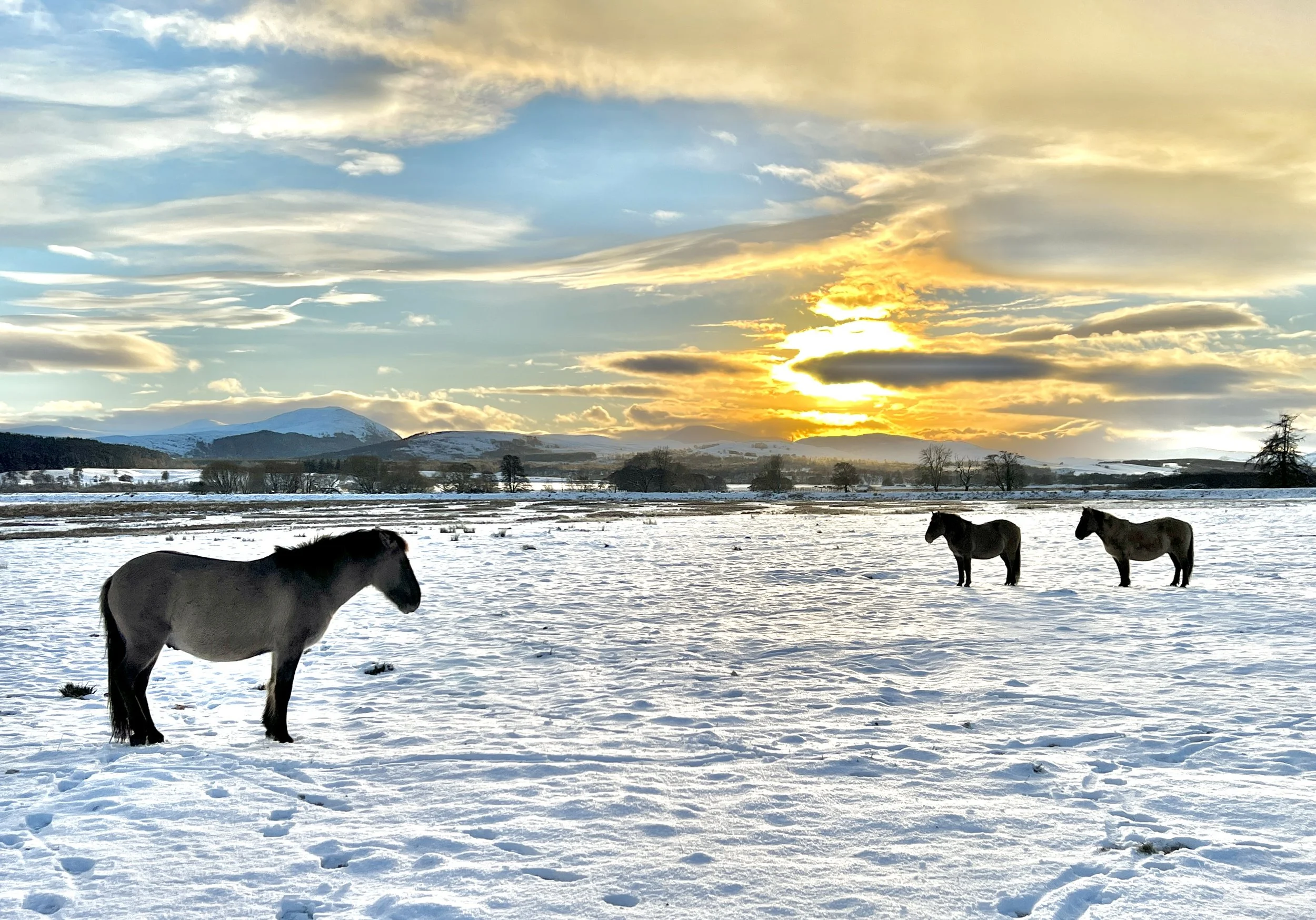Landscape with snow-covered ground, distant mountains, scattered trees, and a sky with partly cloudy weather during sunset; three horses grazing and one horse seen from behind in the foreground.
