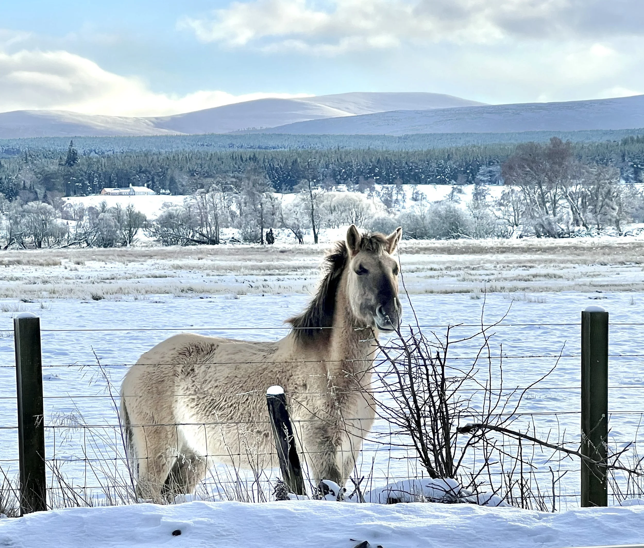 A snowy landscape with a horse standing behind a fence in the foreground. Snow-covered trees and houses are in the middle ground, and snow-capped mountains and a cloudy sky are in the background.