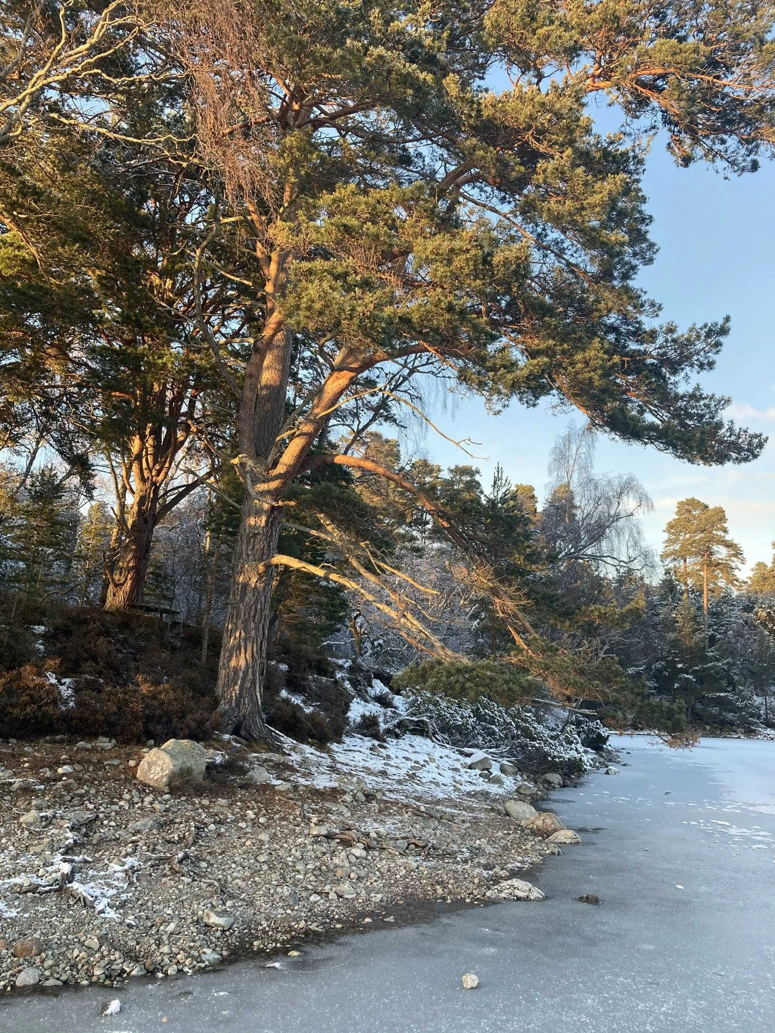Winter scenery beside the water in Rothiemurchus, close to The Hayloft in the Cairngorms.