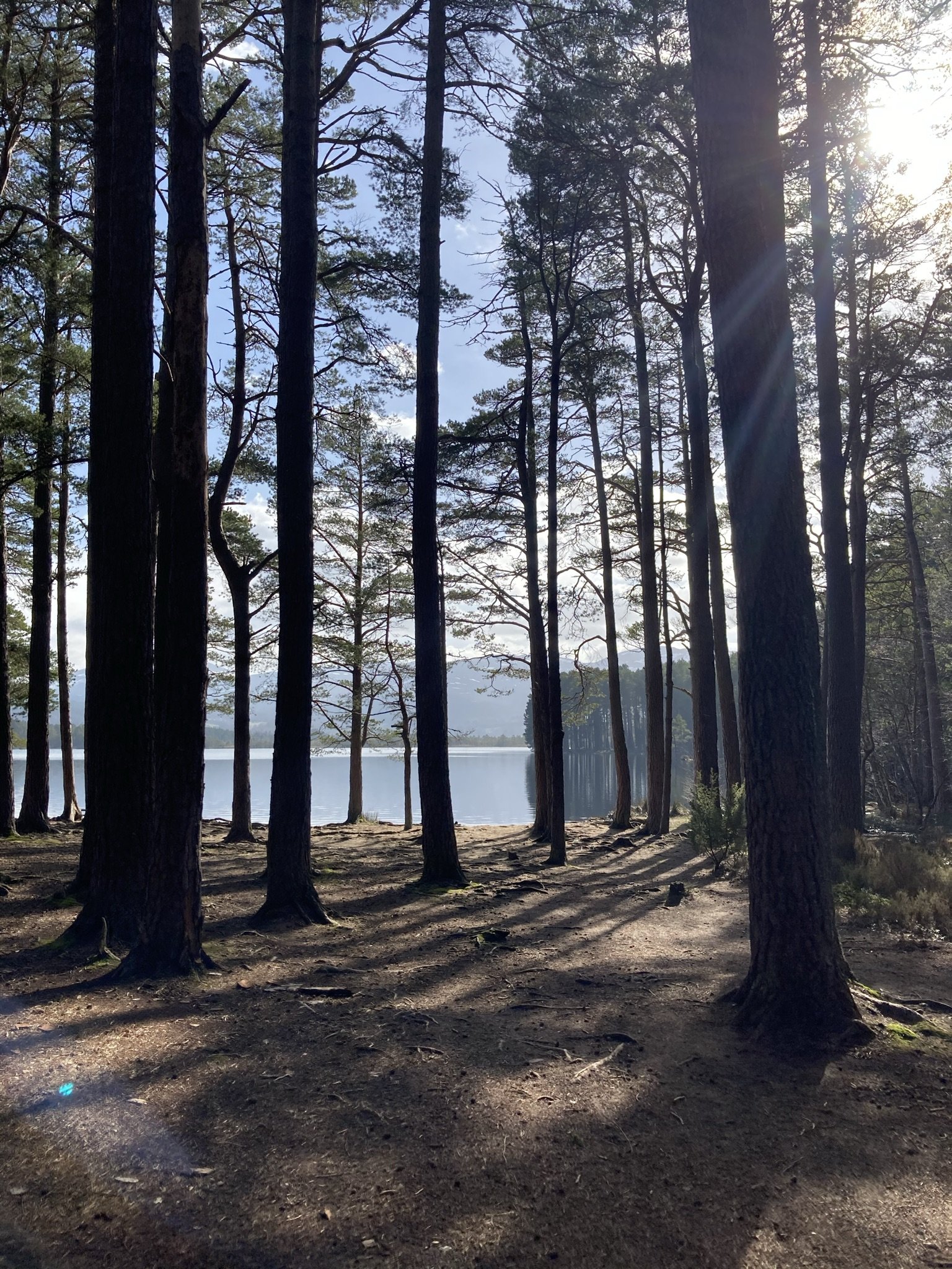 Sunlight filtering across Loch An Eilein and through tall pine trees beside the water in Rothiemurchus Forest near The Hayloft.