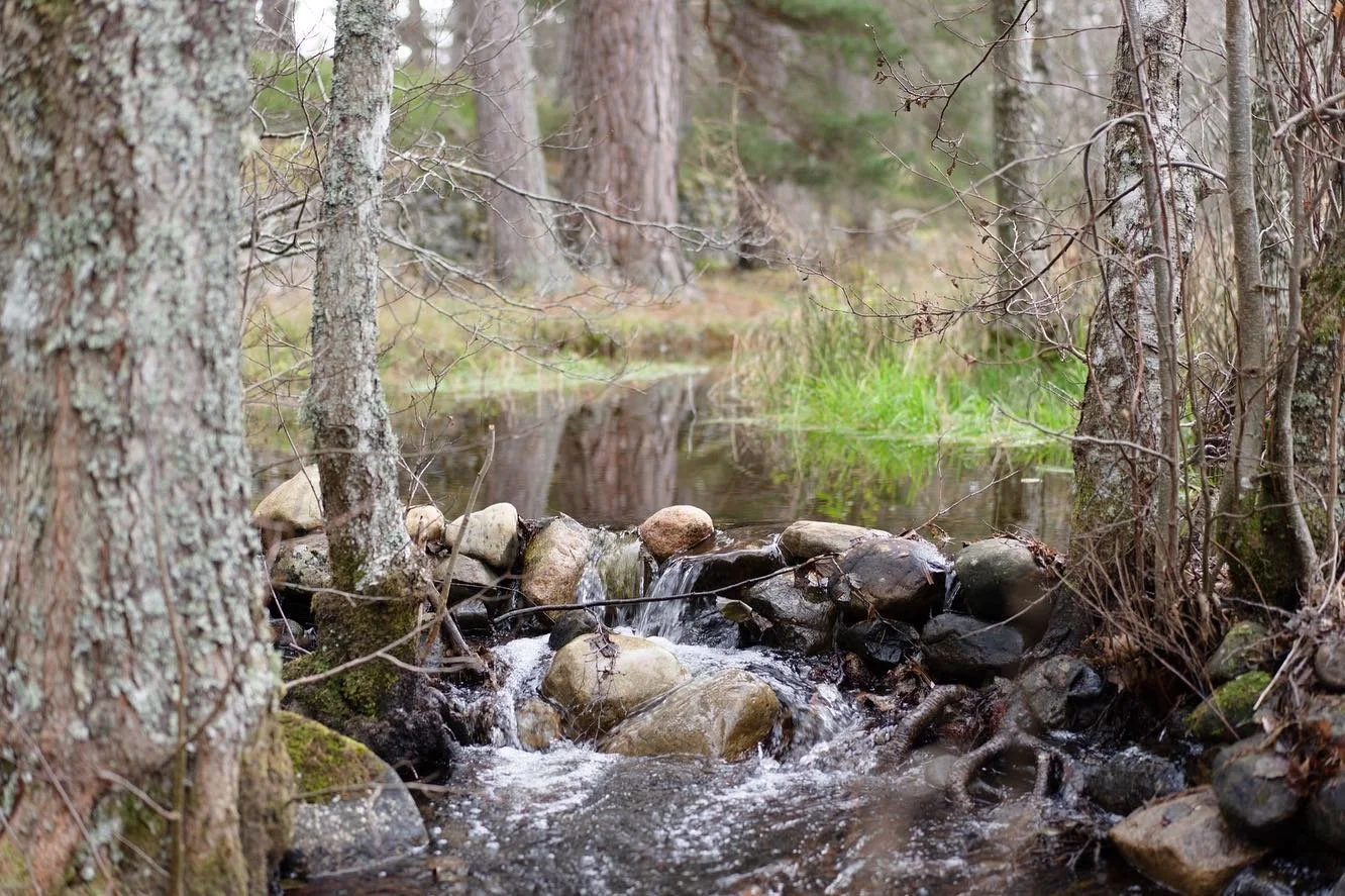 Tranquil woodland burn flowing through Rothiemurchus Forest next to The Hayloft.