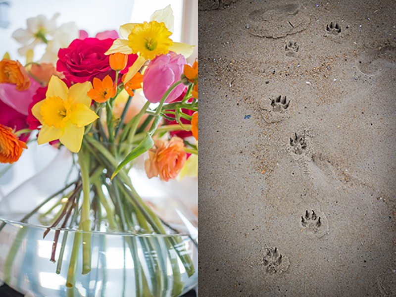 The beach house was decorated with gorgeous, cheery, sunny flowers, and while out on the beach, I couldn't help but snap a quick photo of the puppy prints in the sand! 