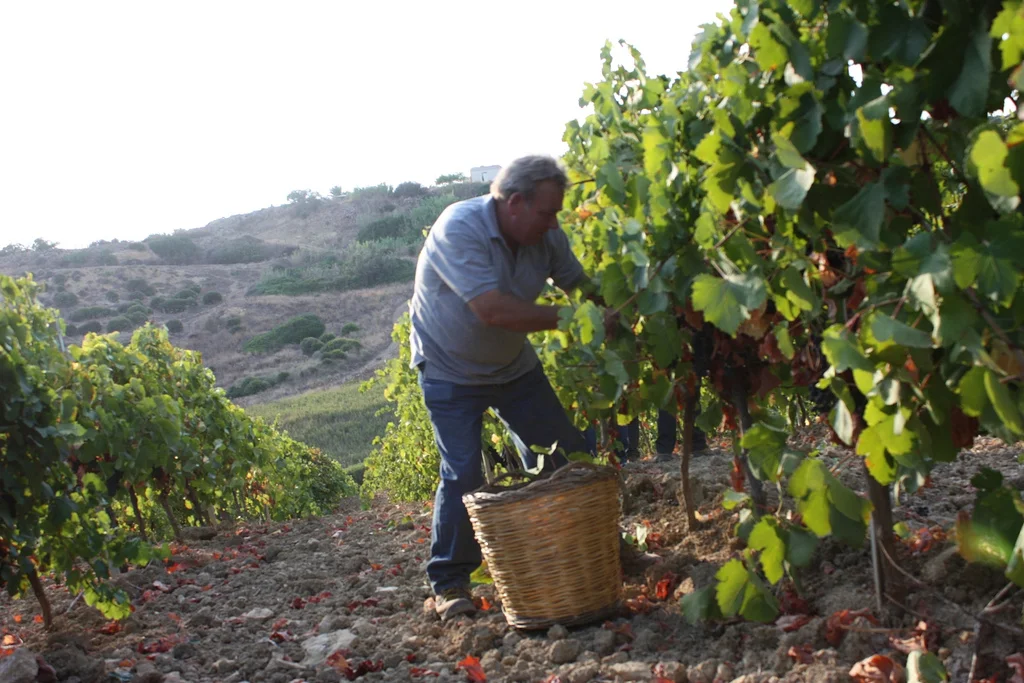 Hand_harvesting_wine_grapes_in_Sicily.jpg