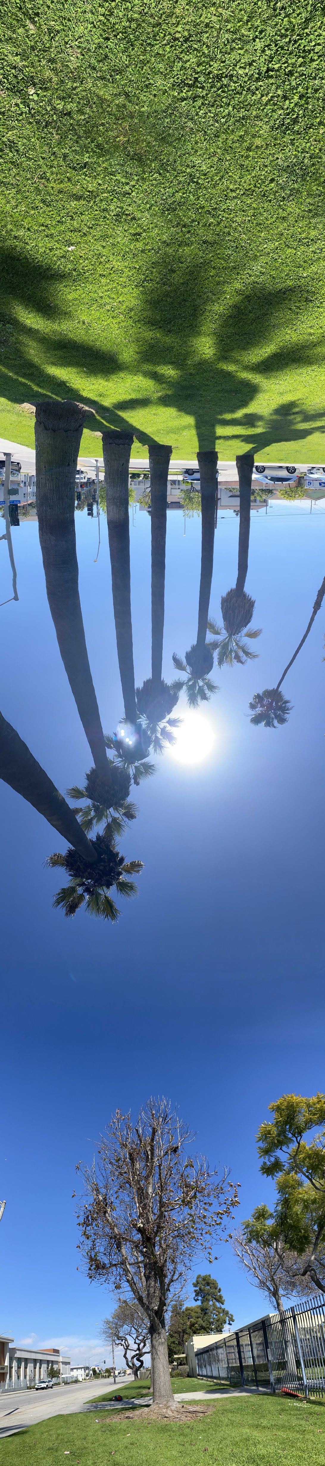 Poly Palmception Pano 7355