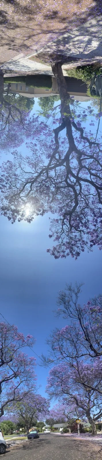 Jacaranda Inception Pano 3865